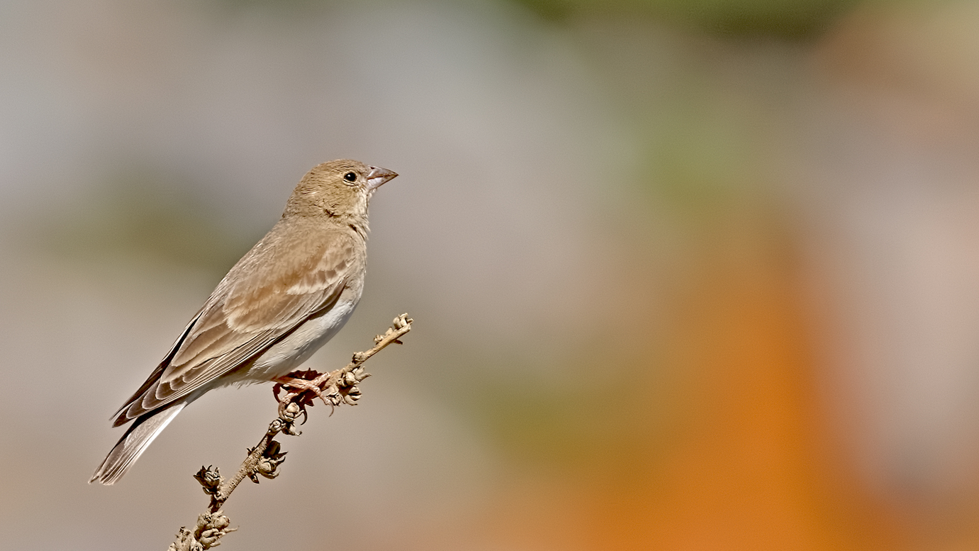 Pale Rockfinch
