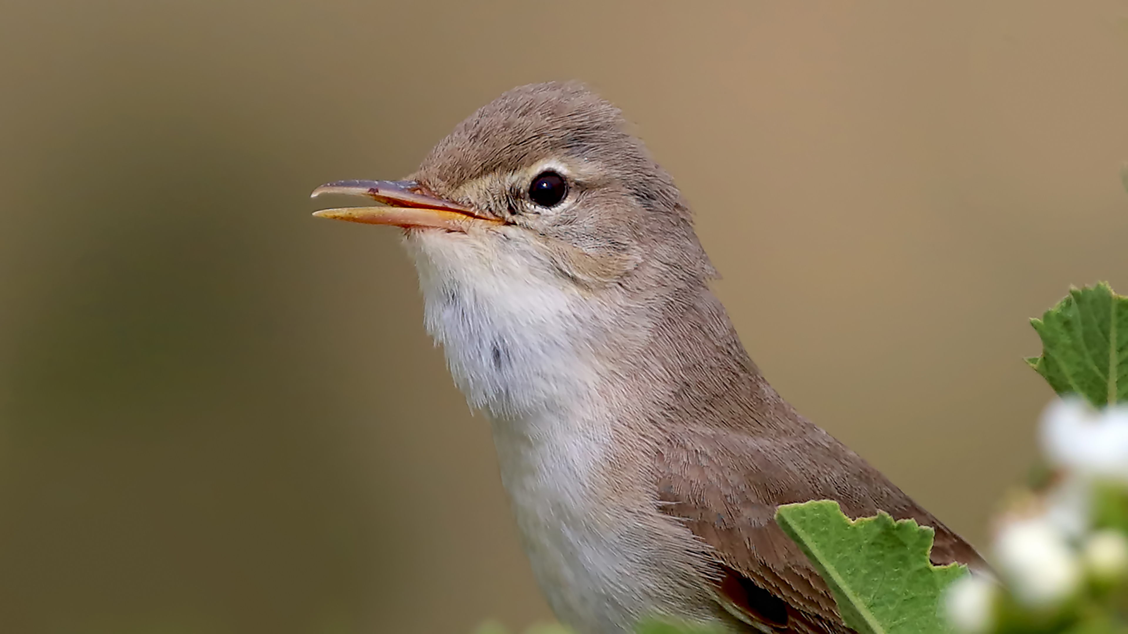 Upcher's Warbler