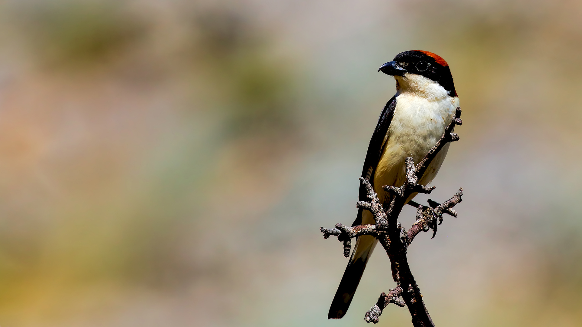 Woodchat Shrike
