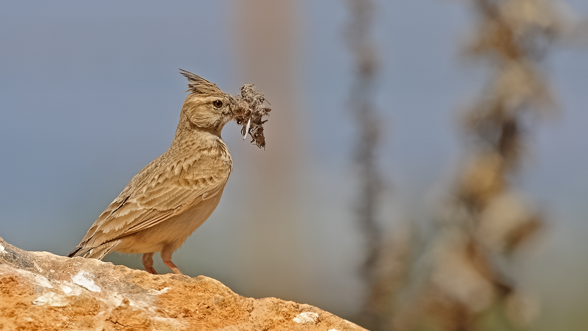 Crested Lark