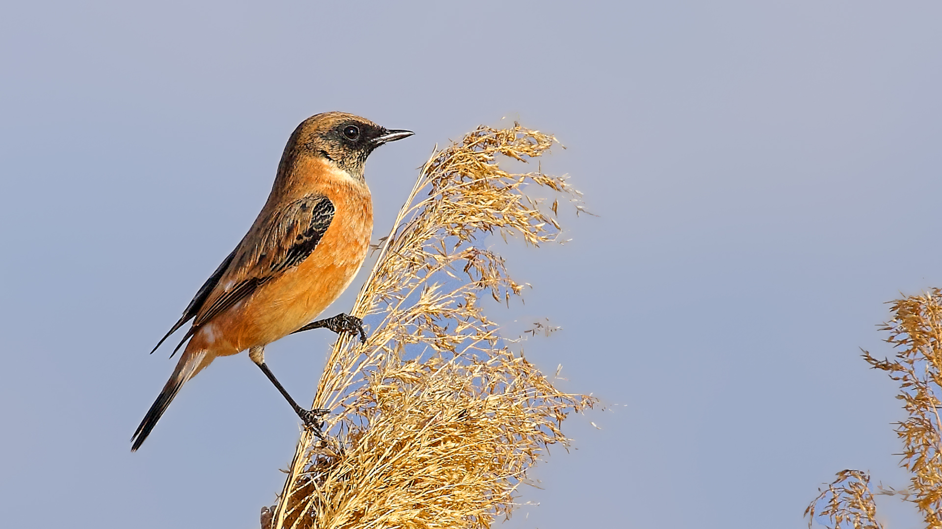 Siberian Stonechat