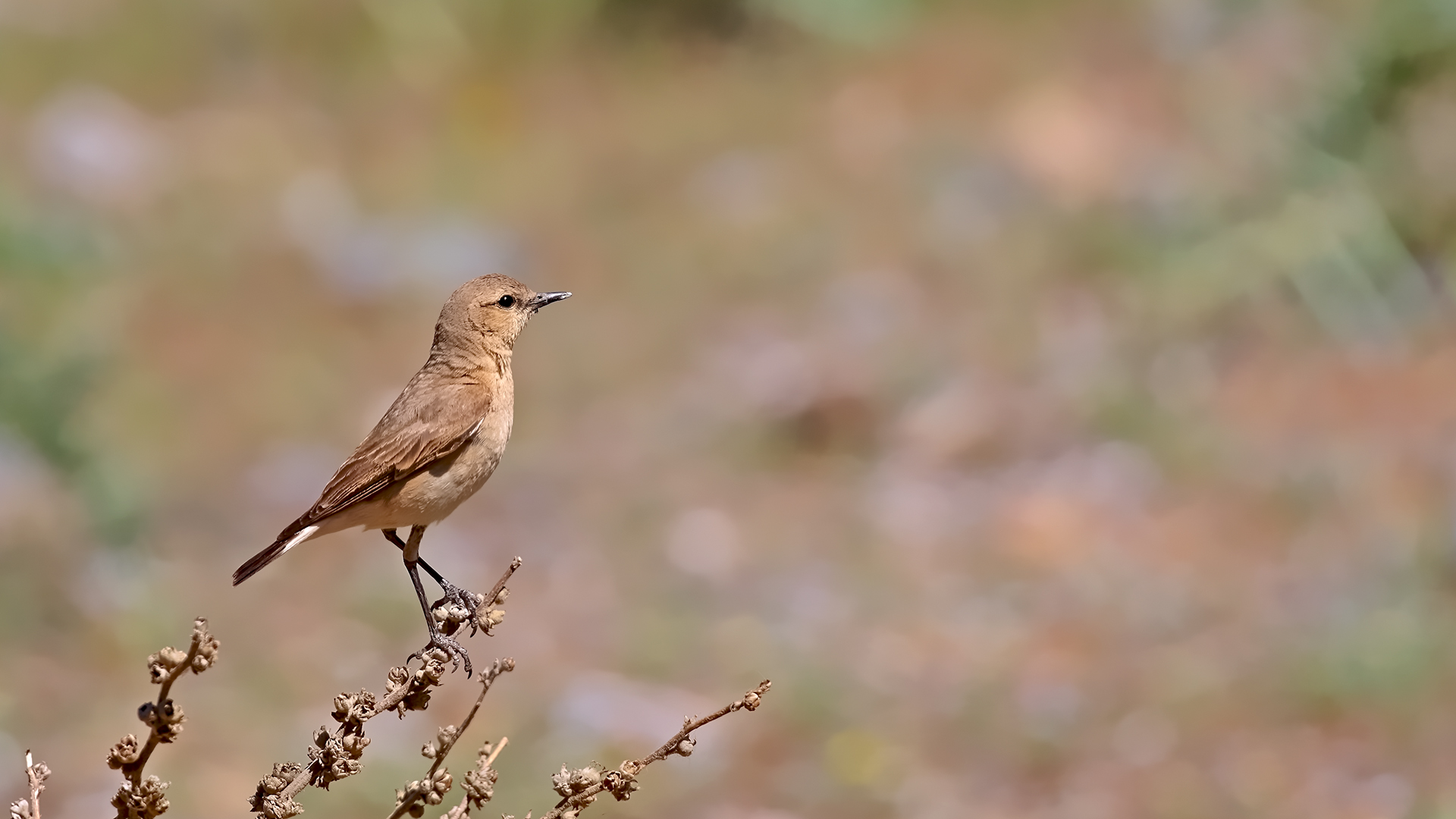 Isabelline Wheatear