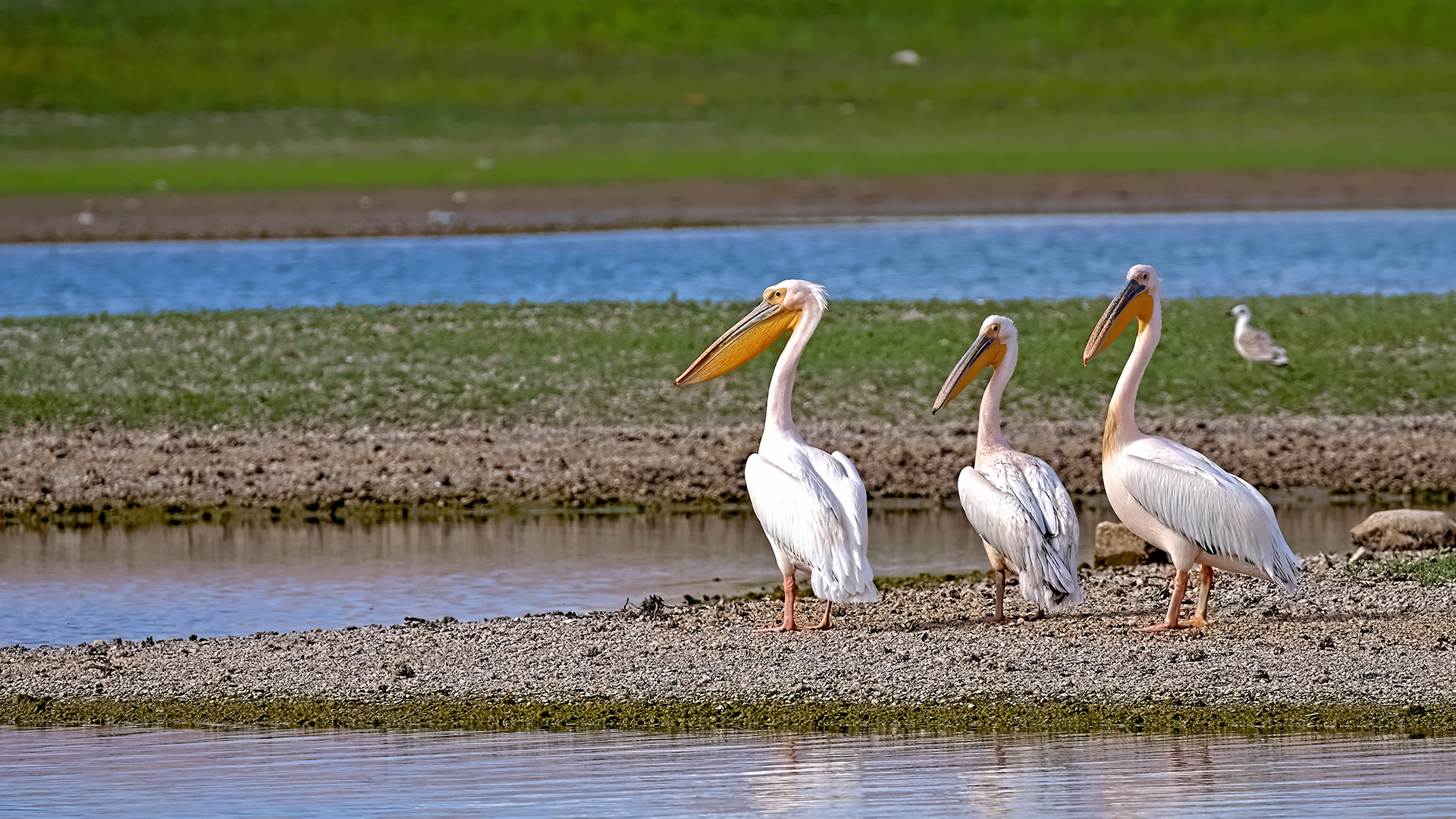 Great White Pelican