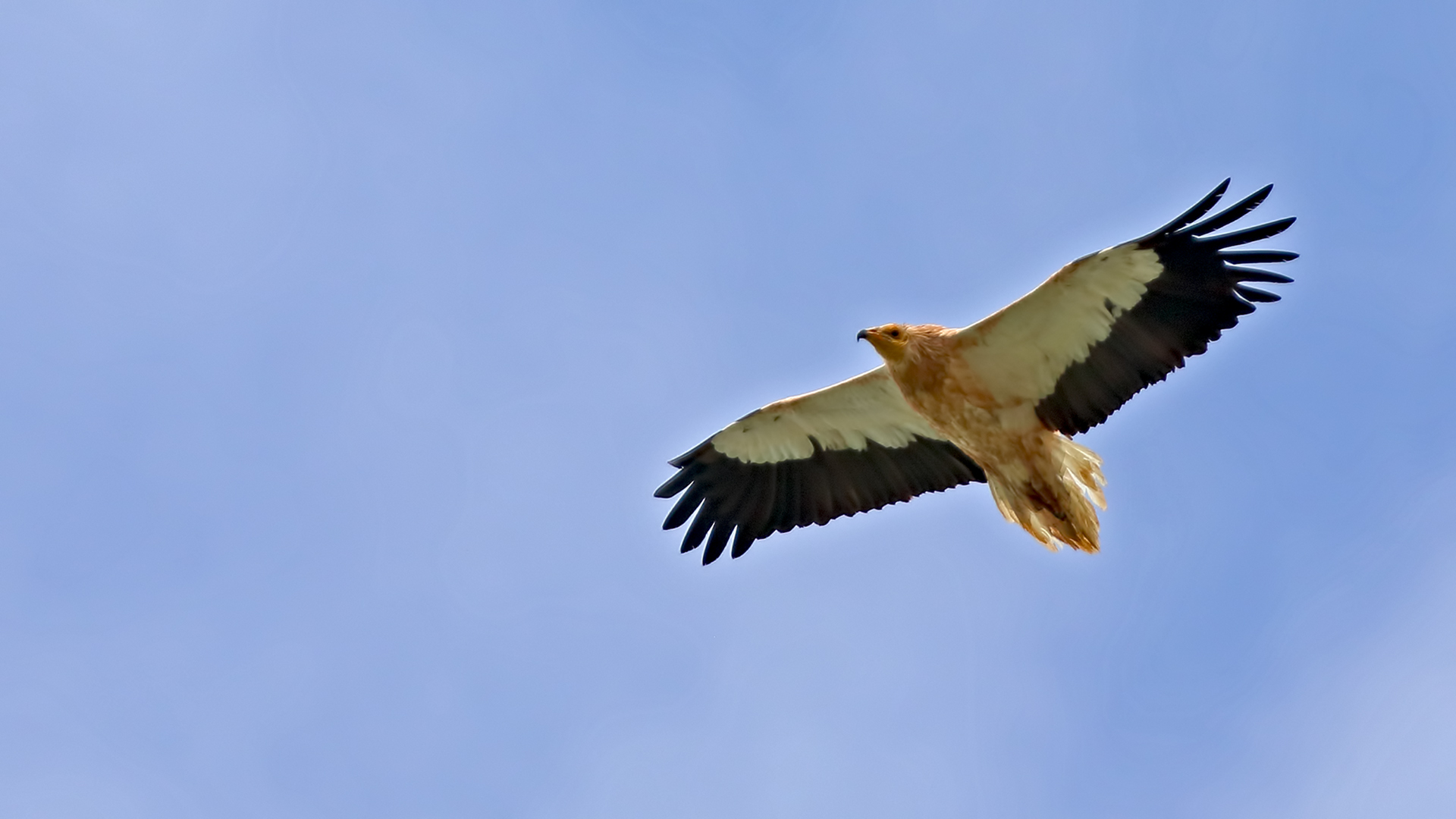 Egyptian Vulture