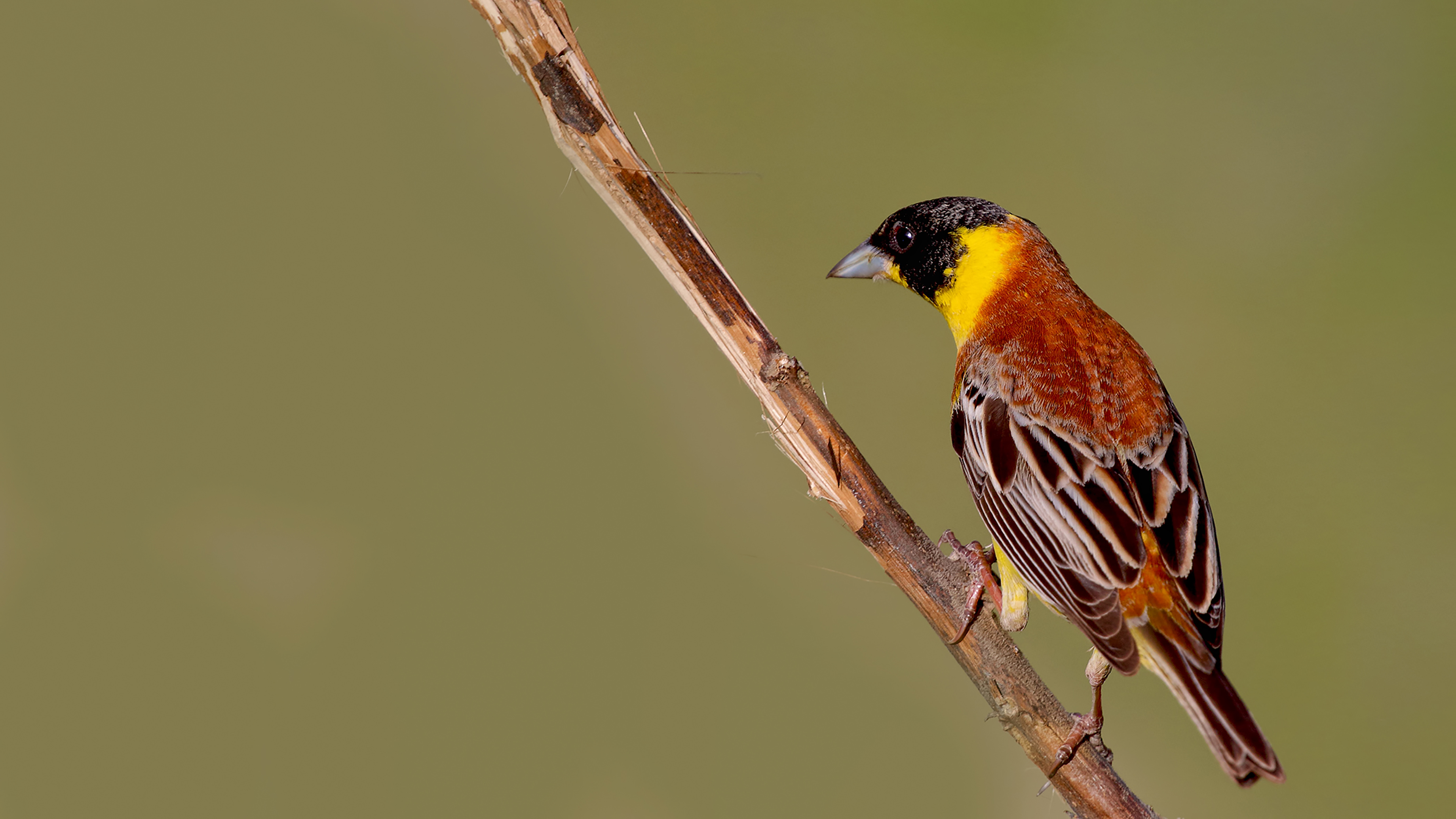 Black-headed Bunting — Ana fotoğraf