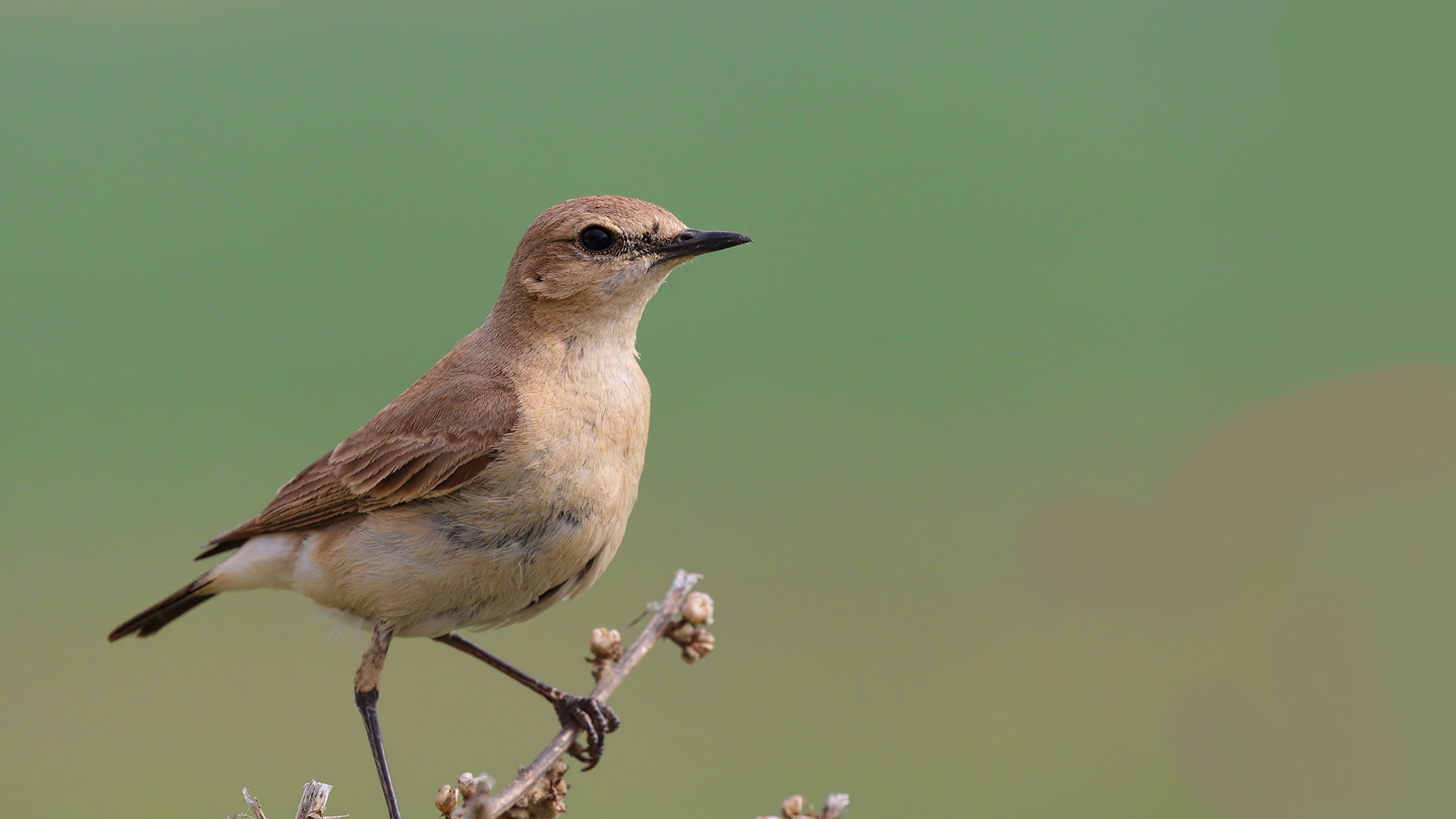Isabelline Wheatear — Ana fotoğraf