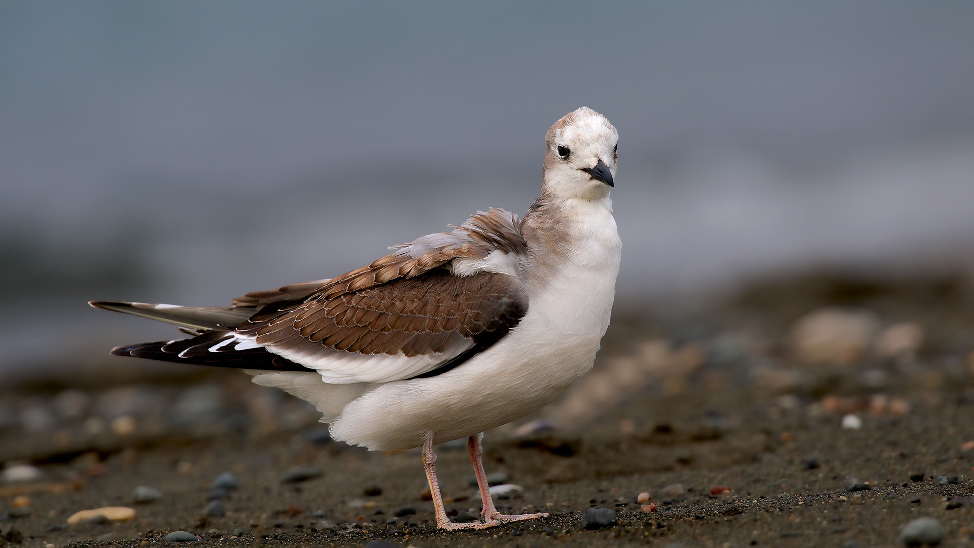 Sabine's Gull