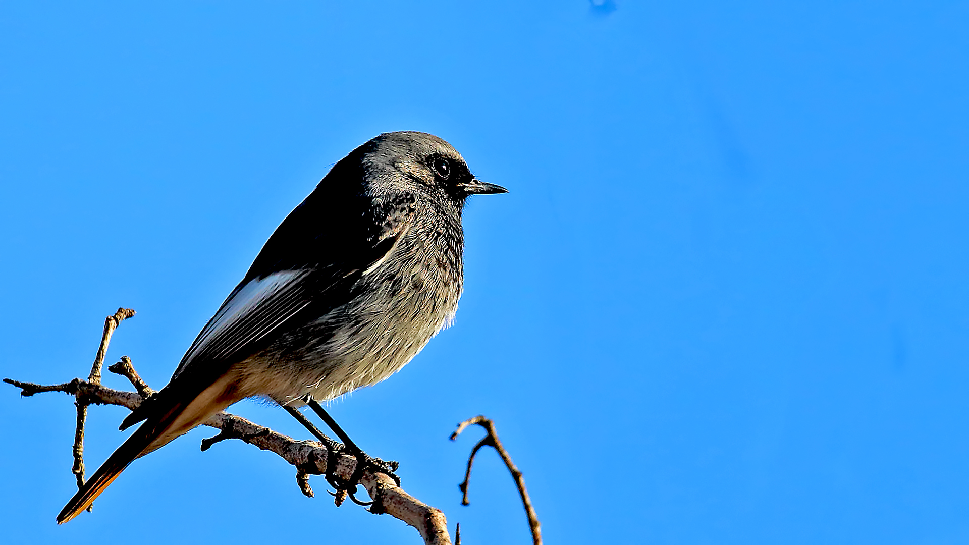 Black Redstart