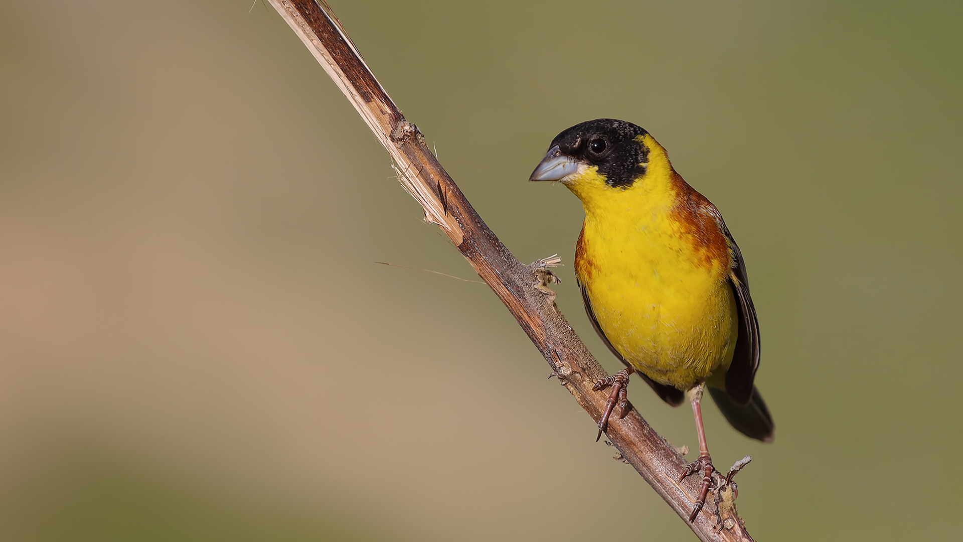 Black-headed Bunting