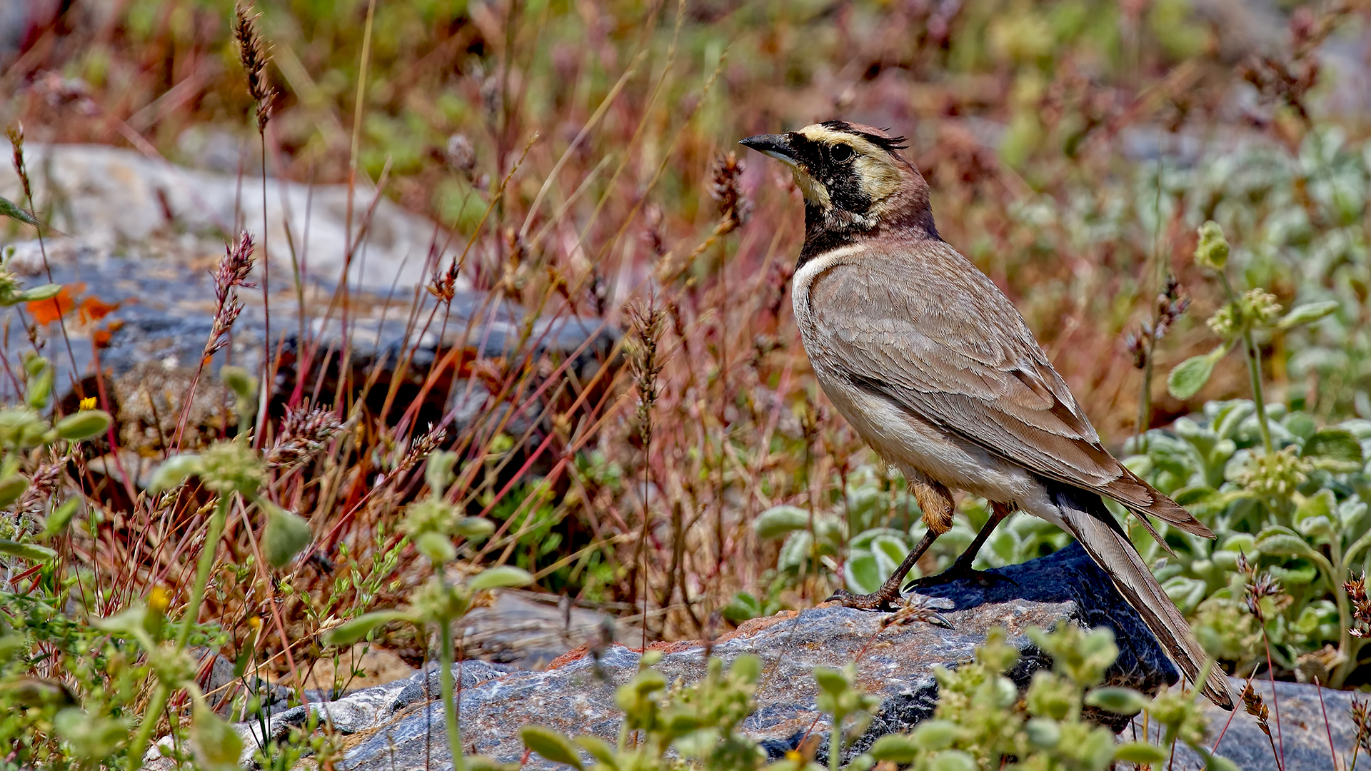 Horned Lark