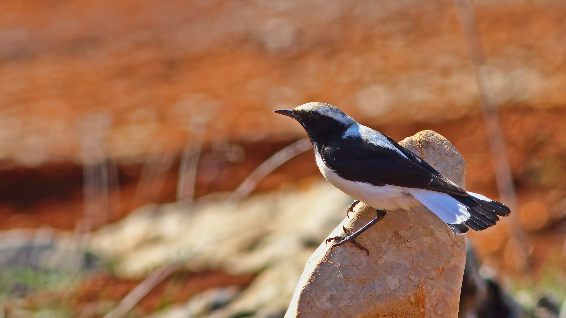 Finsch's Wheatear