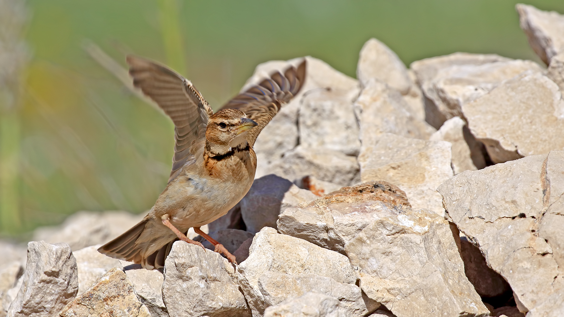 Greater Short-toed Lark — Ana fotoğraf