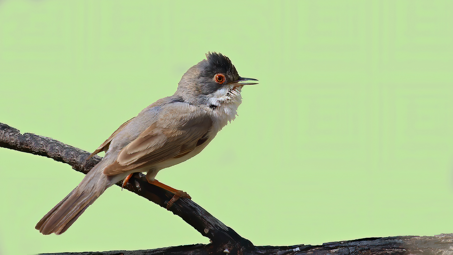 Menetries's Warbler
