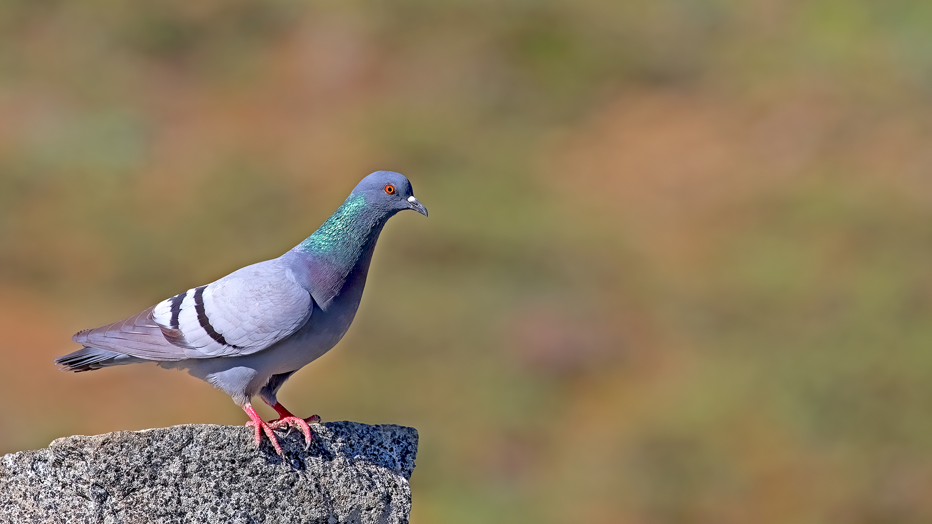 Rock Pigeon