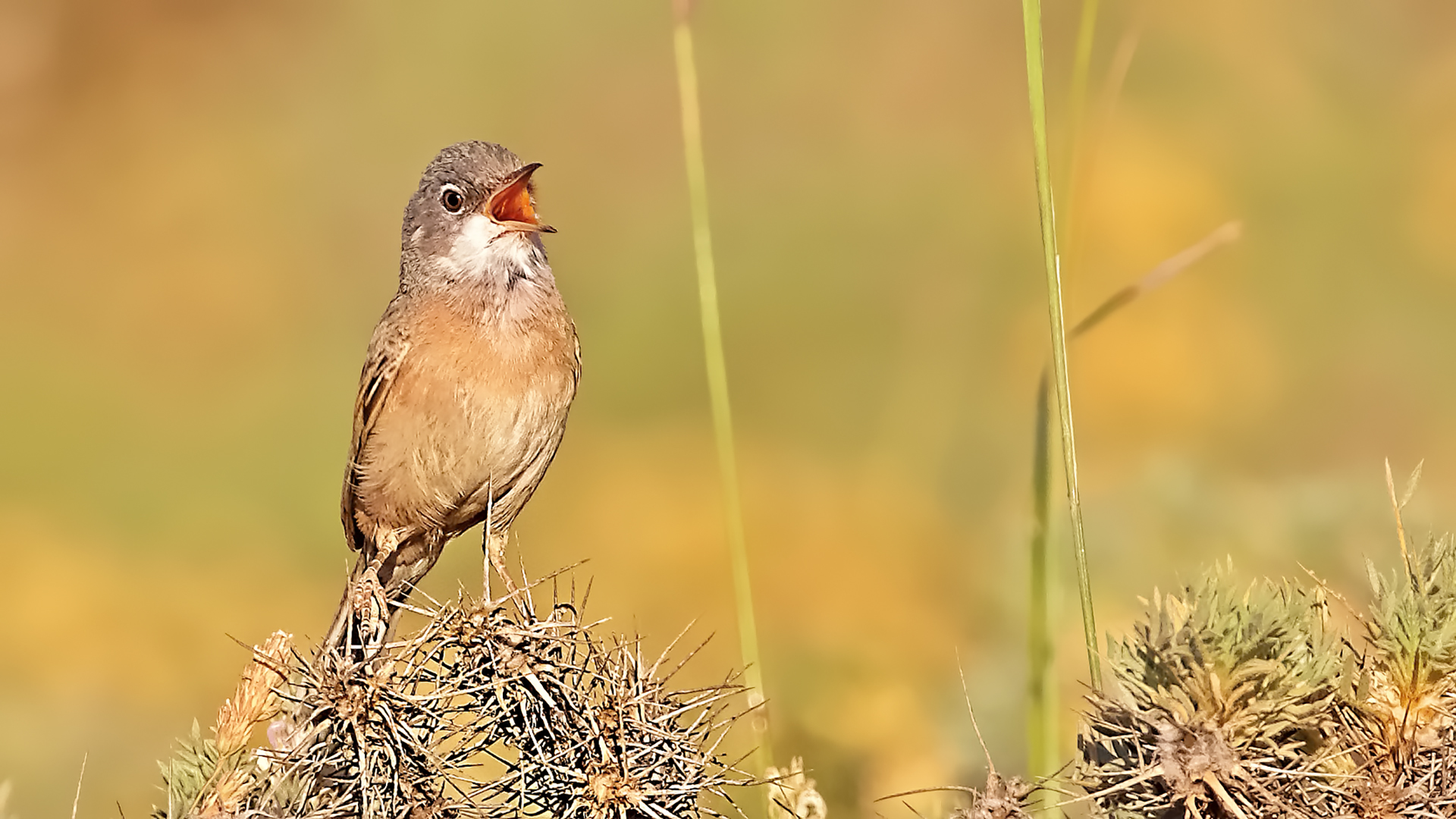 Spectacled Warbler