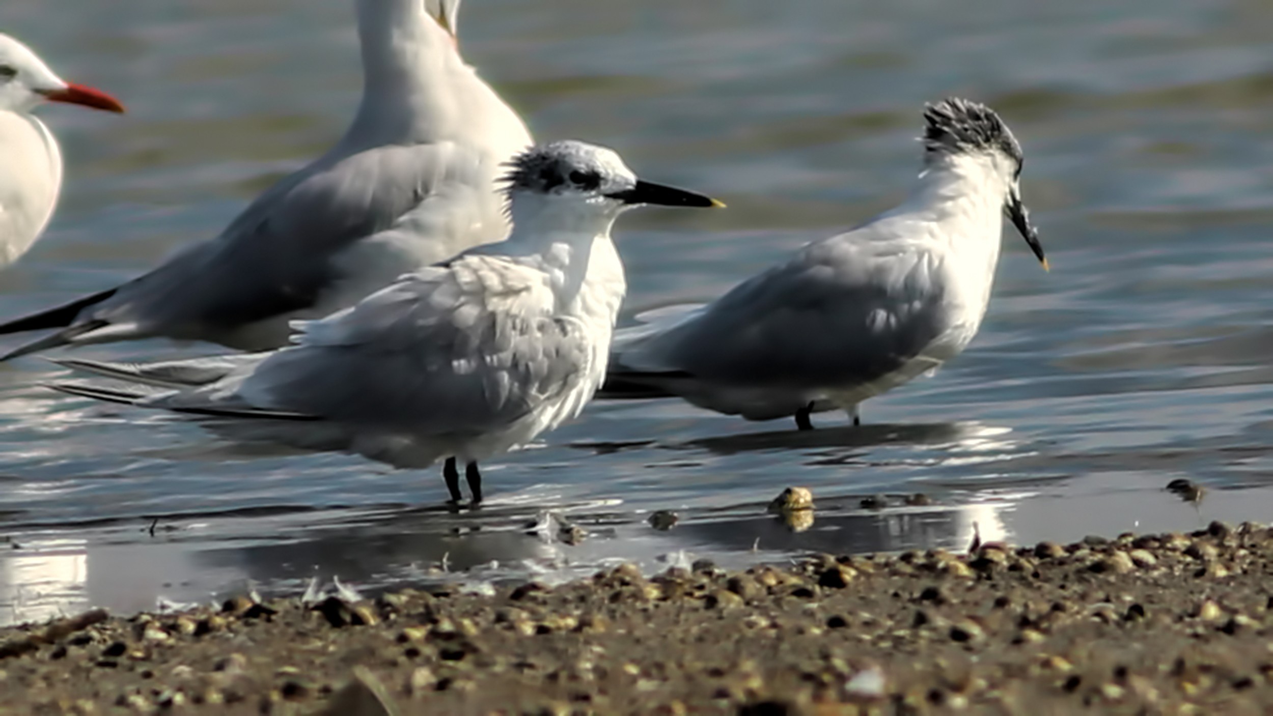 Sandwich Tern