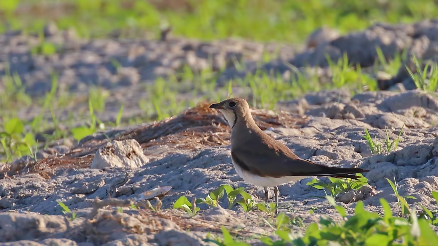 Black-winged Pratincole — Ana fotoğraf