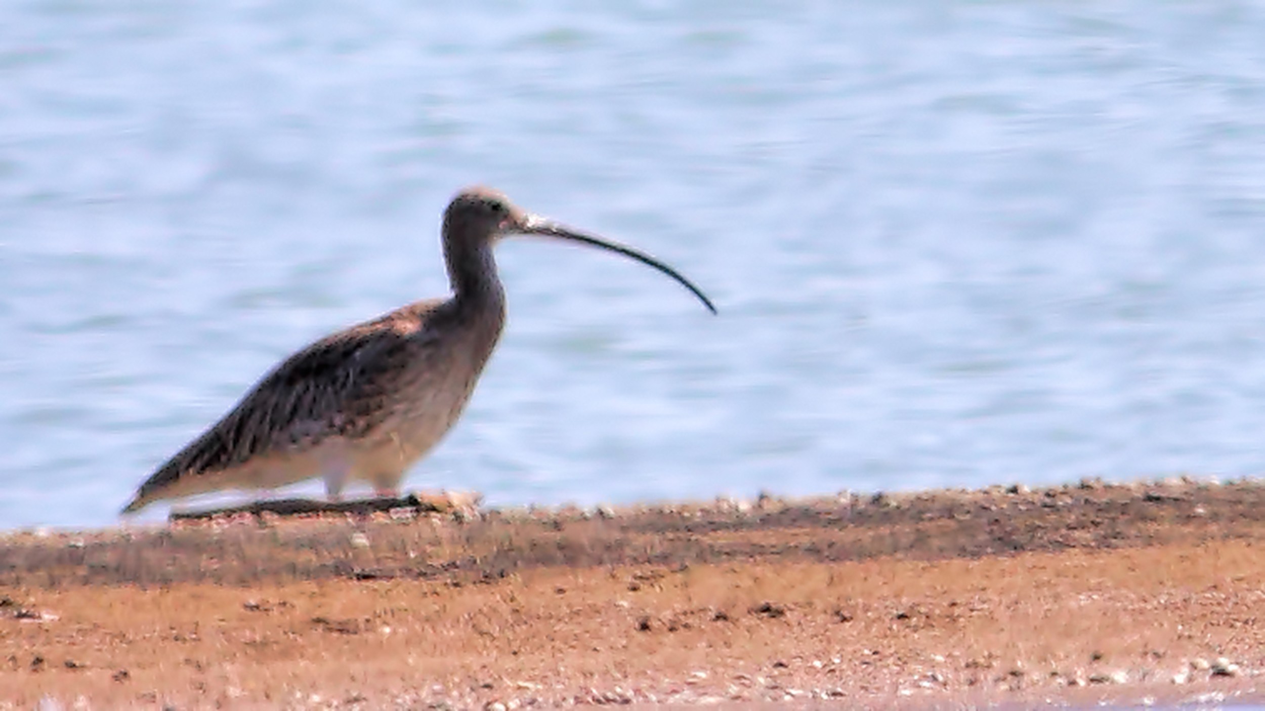 Eurasian Curlew