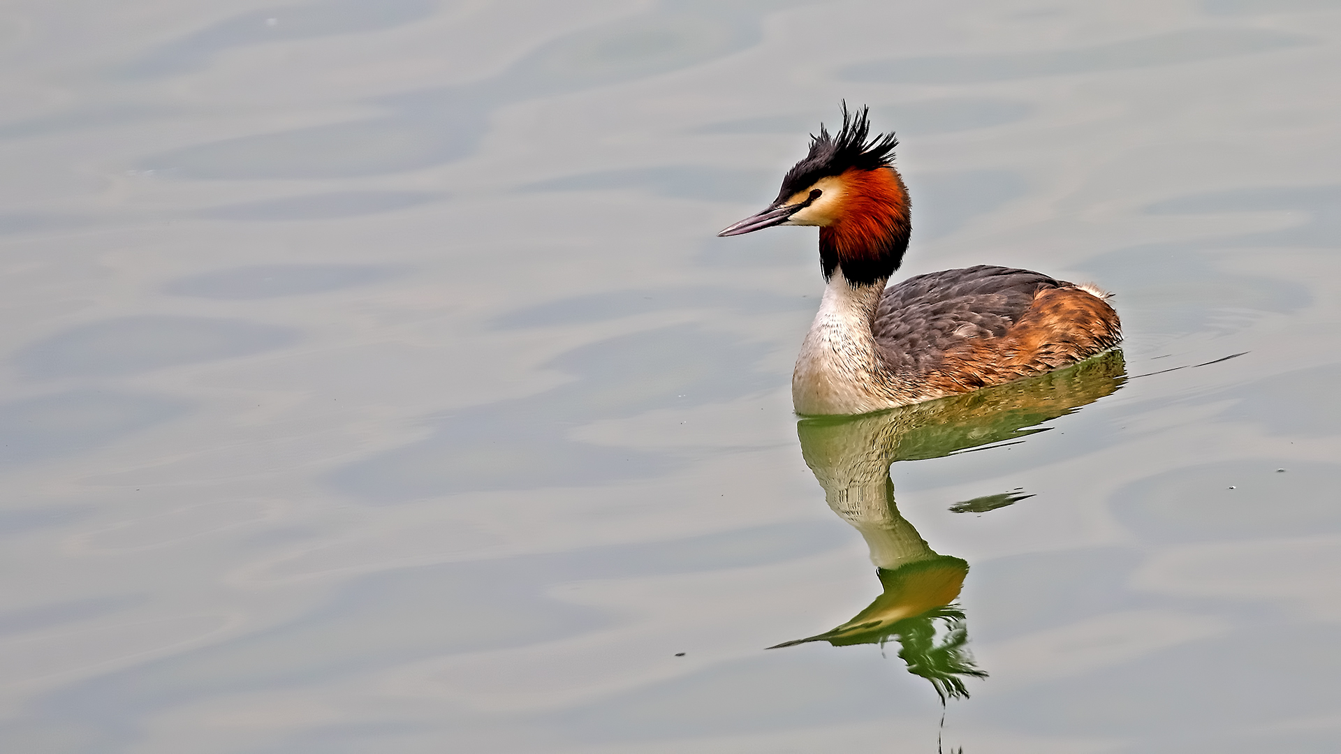 Great Crested Grebe — Ana fotoğraf