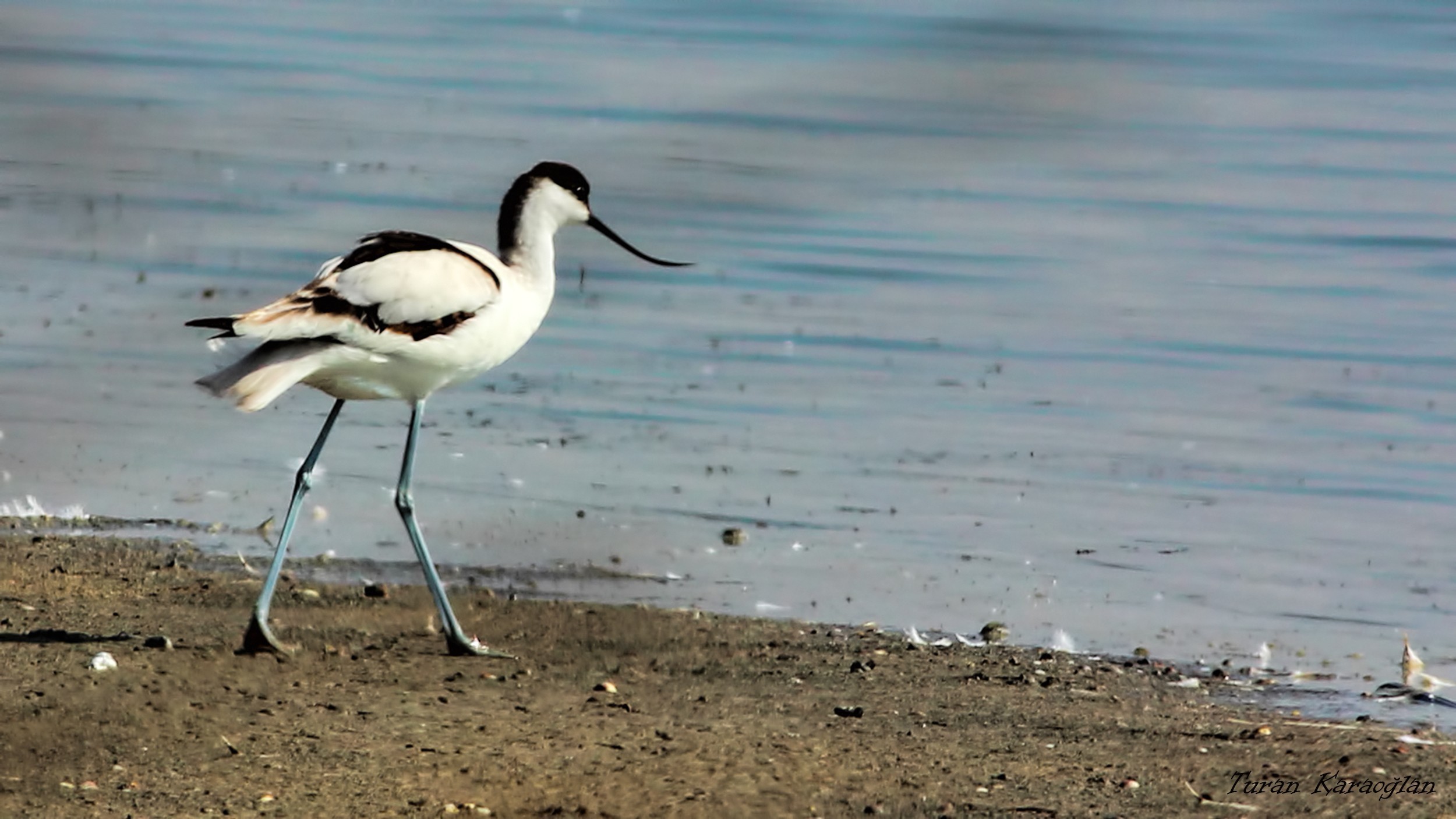 Pied Avocet