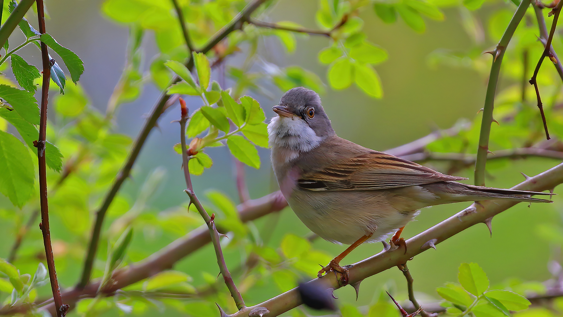 Greater Whitethroat