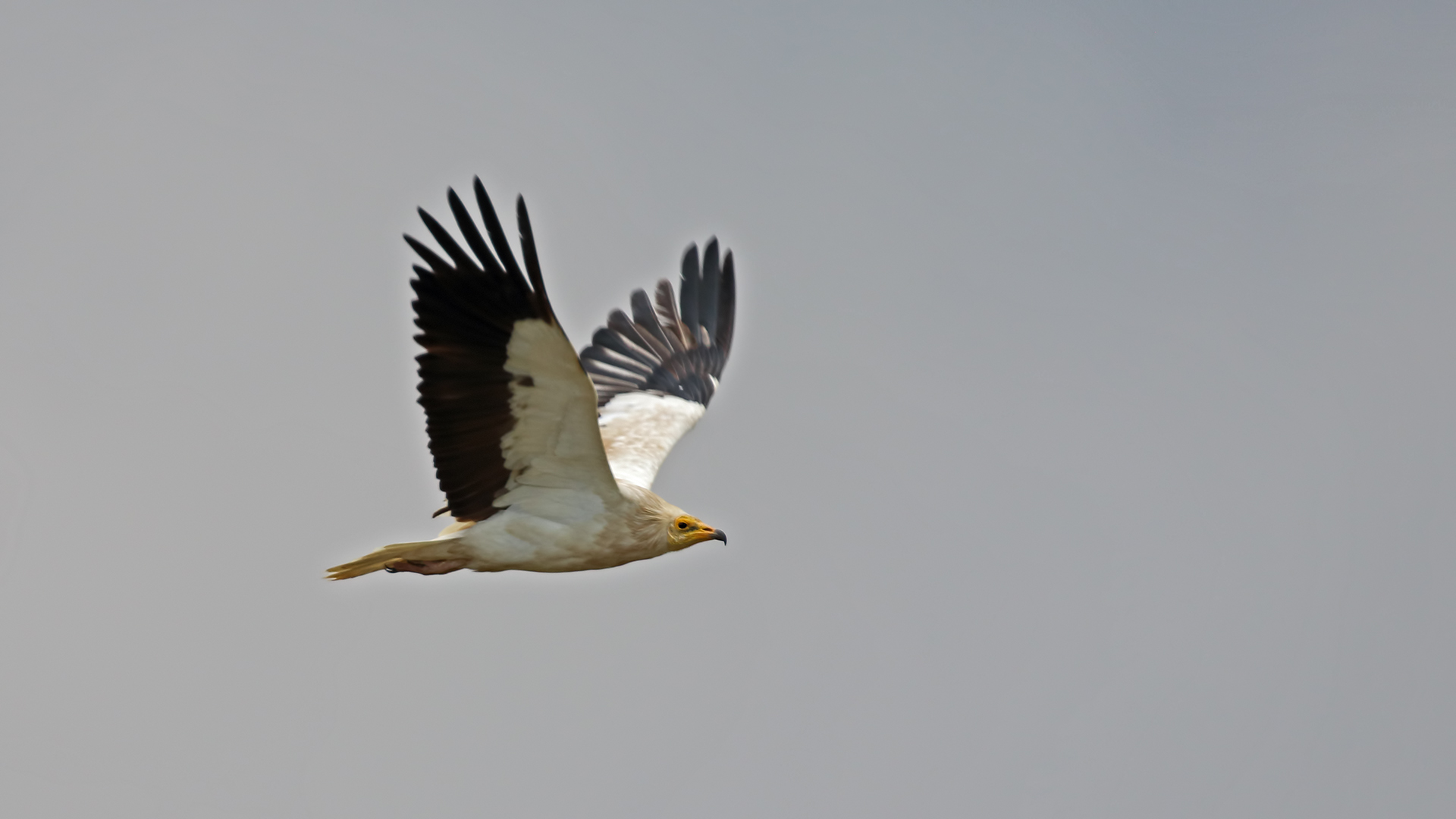 Egyptian Vulture