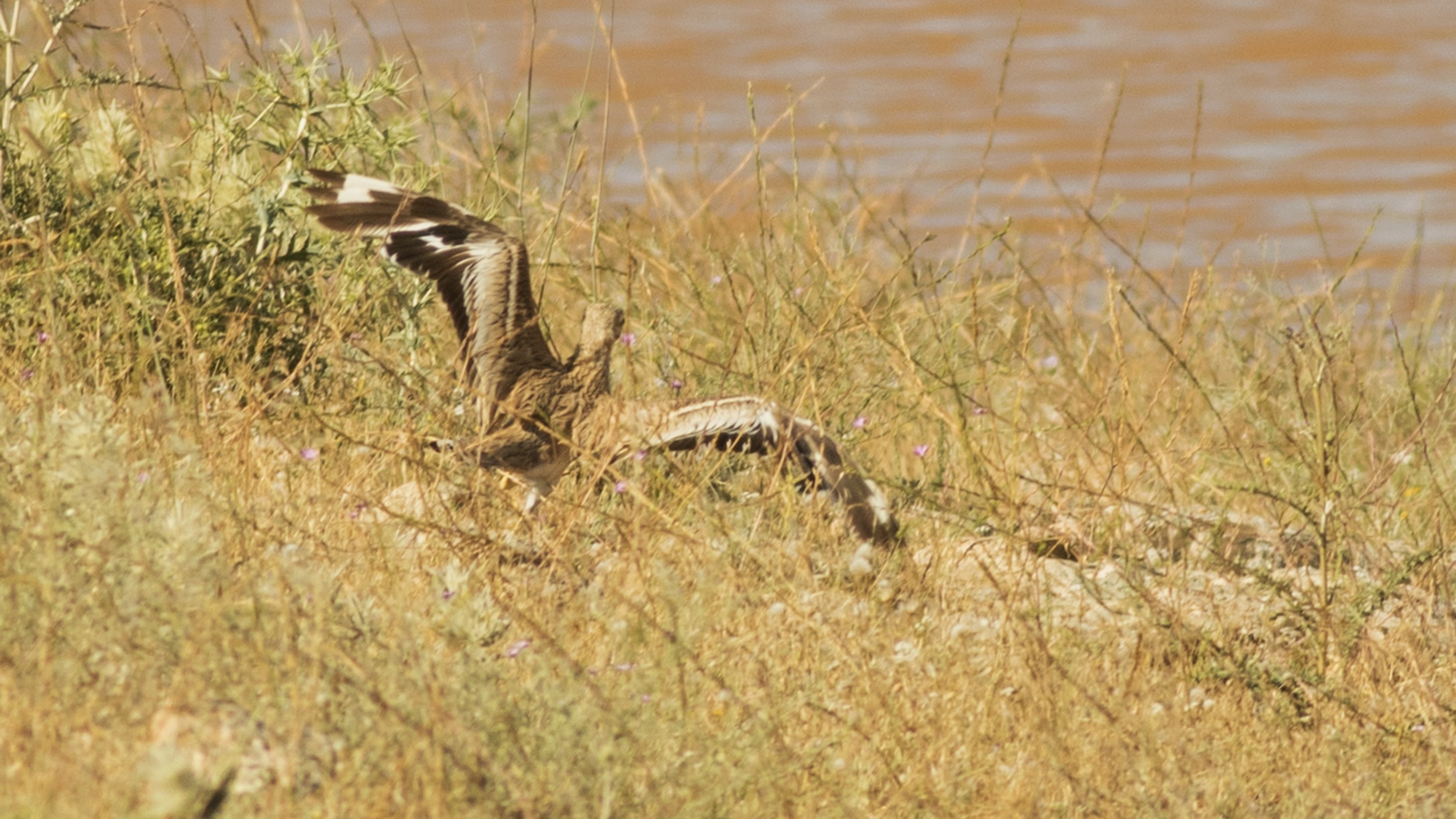 Eurasian Thick-knee — Ana fotoğraf