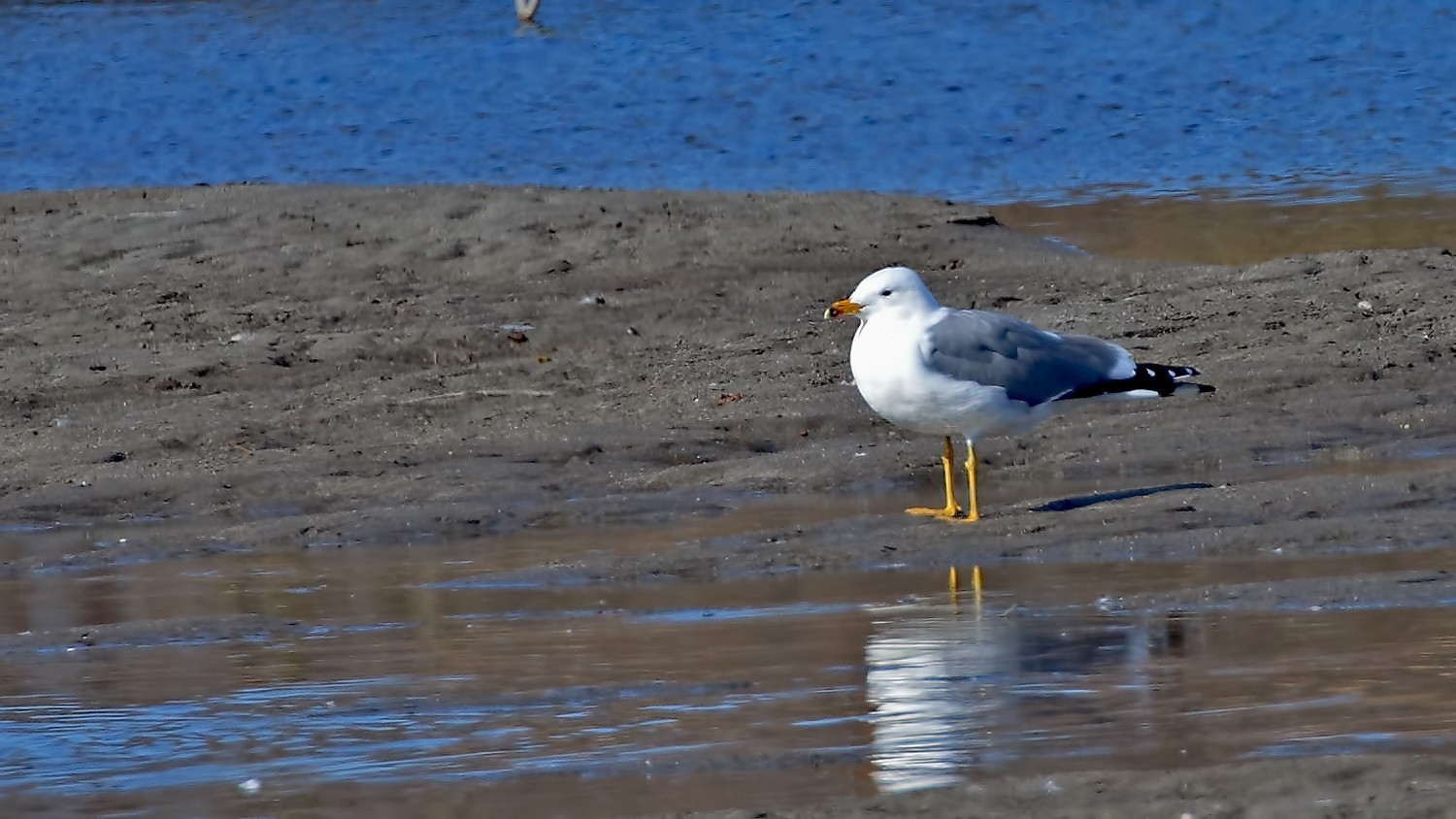 Mew Gull — Ana fotoğraf