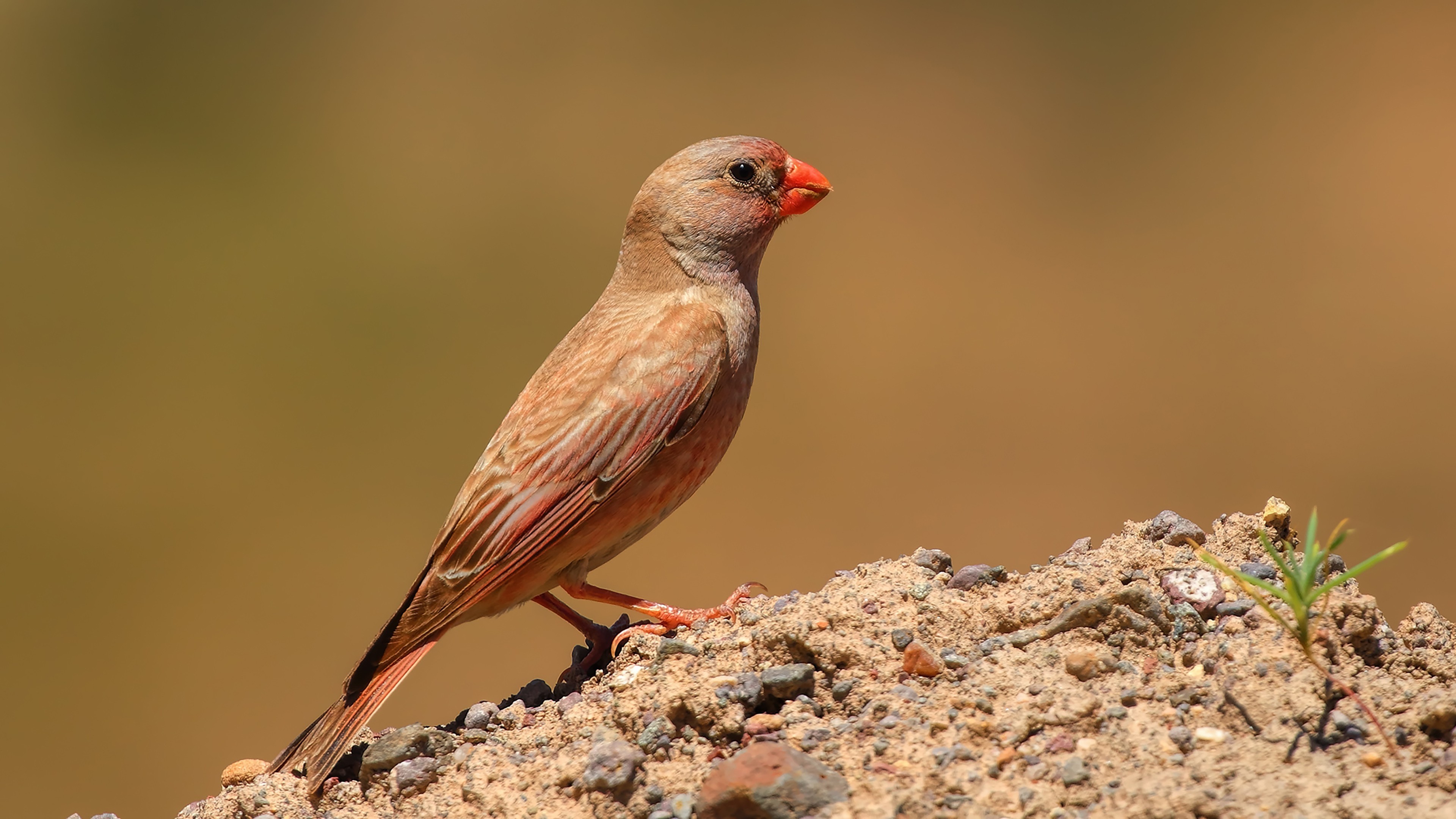 Trumpeter Finch