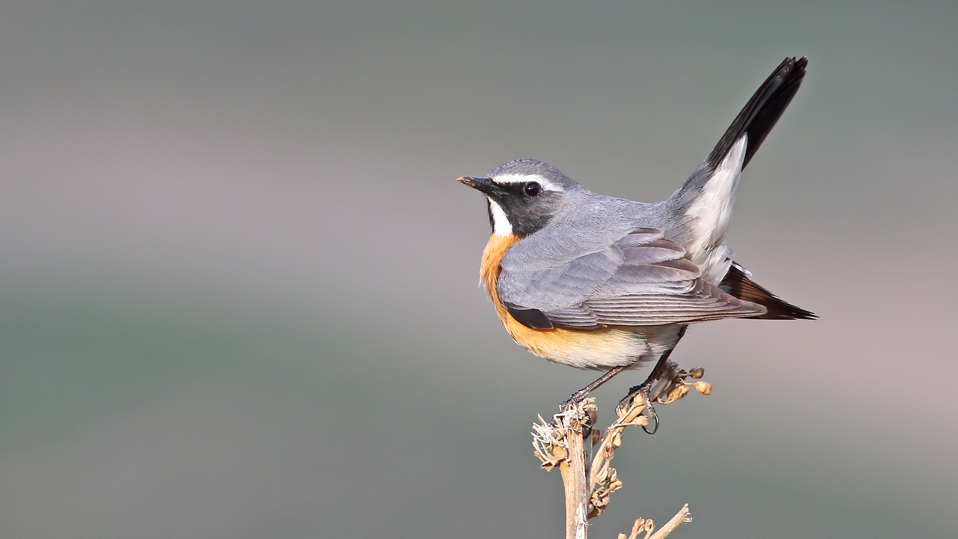 White-throated Robin