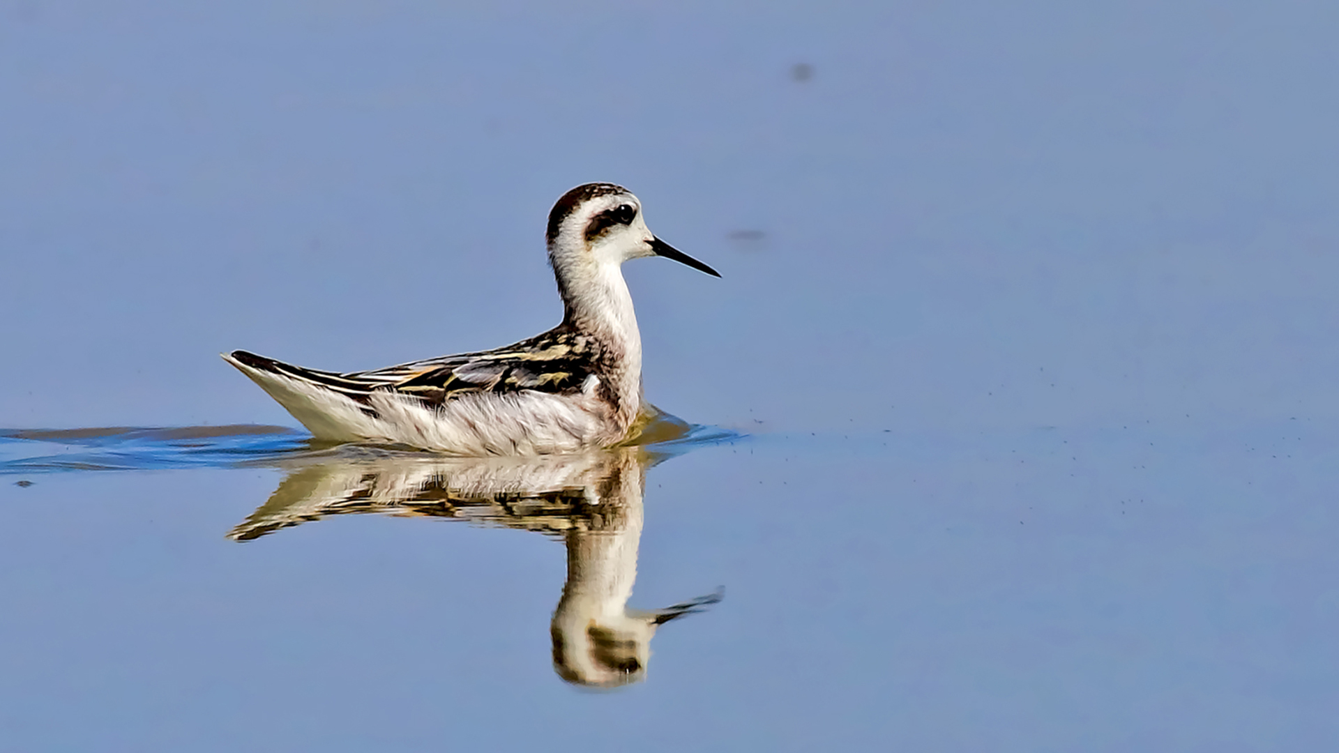 Red-necked Phalarope — Ana fotoğraf