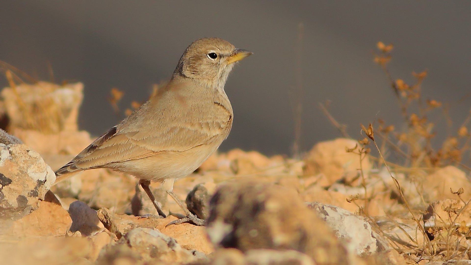 Desert Lark