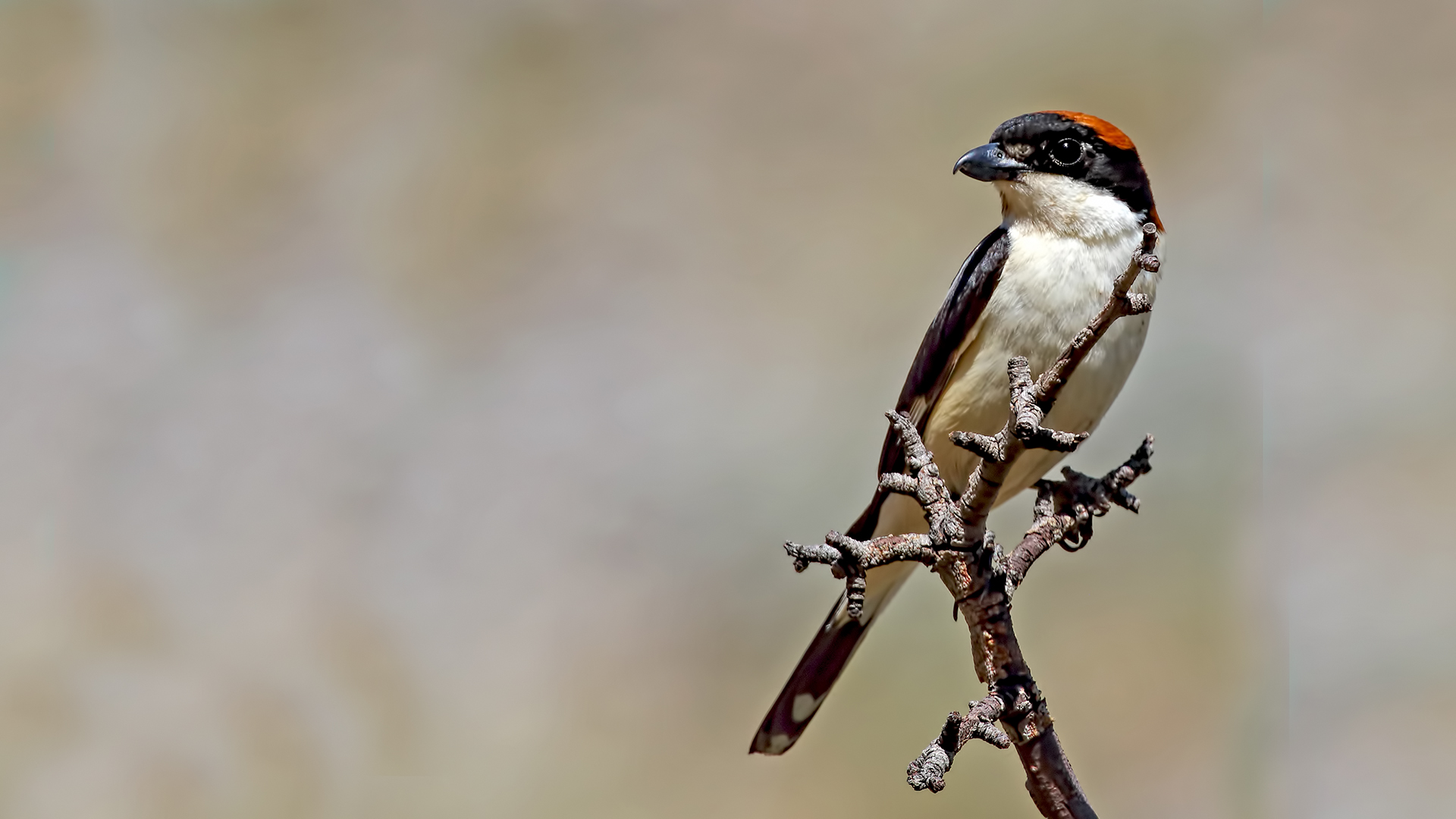 Woodchat Shrike
