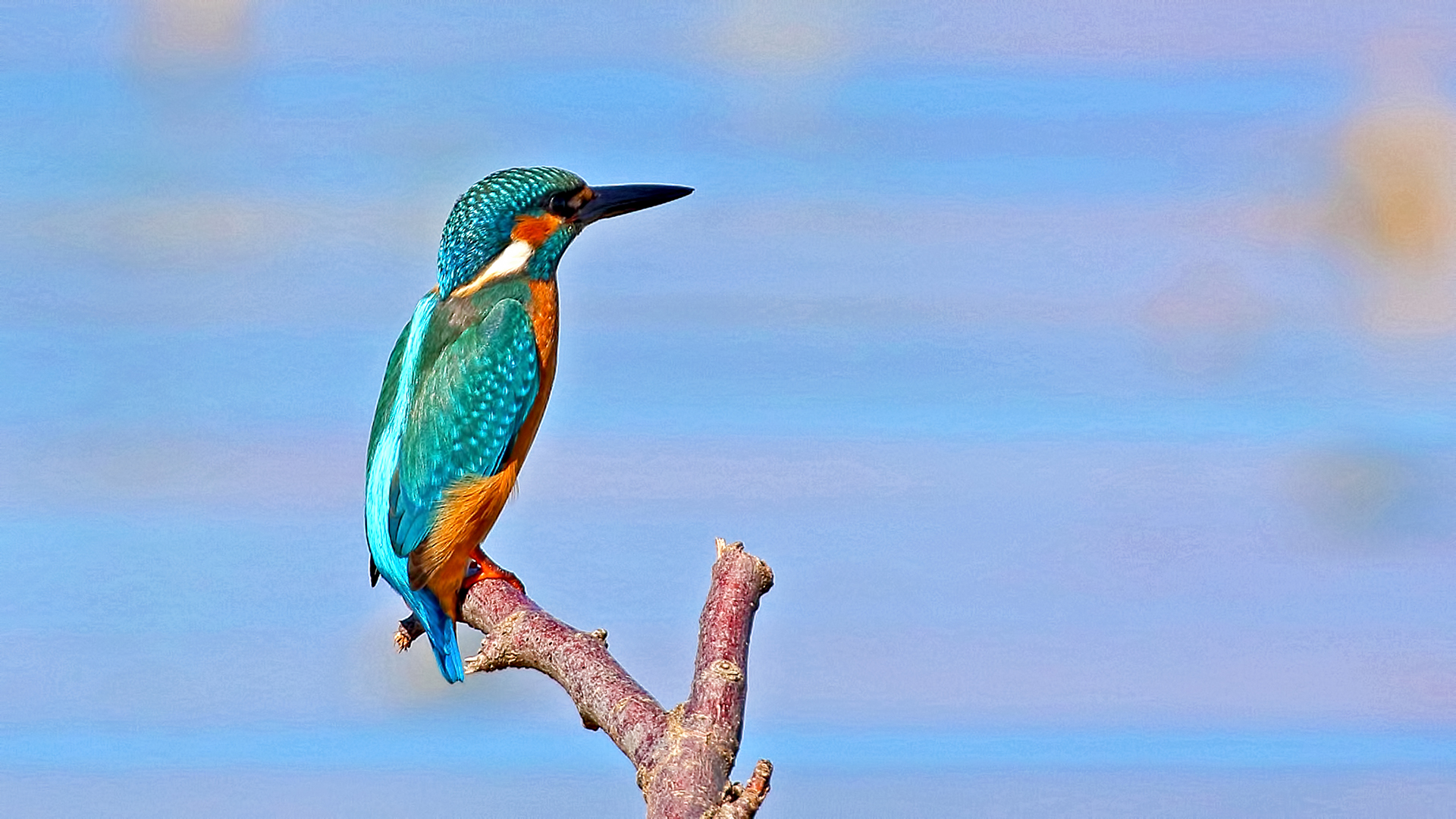 Common Kingfisher — Ana fotoğraf