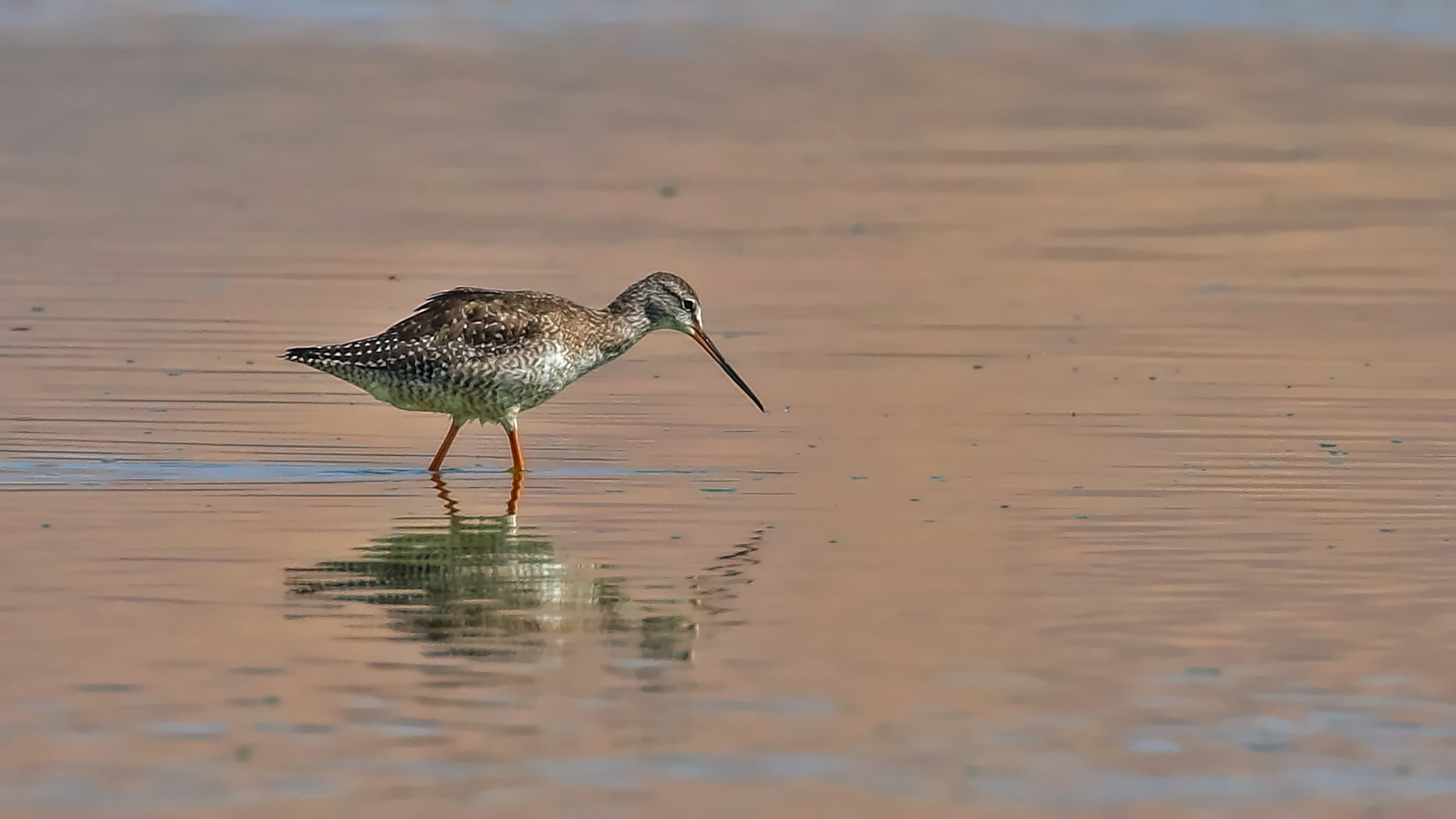 Spotted Redshank — Ana fotoğraf