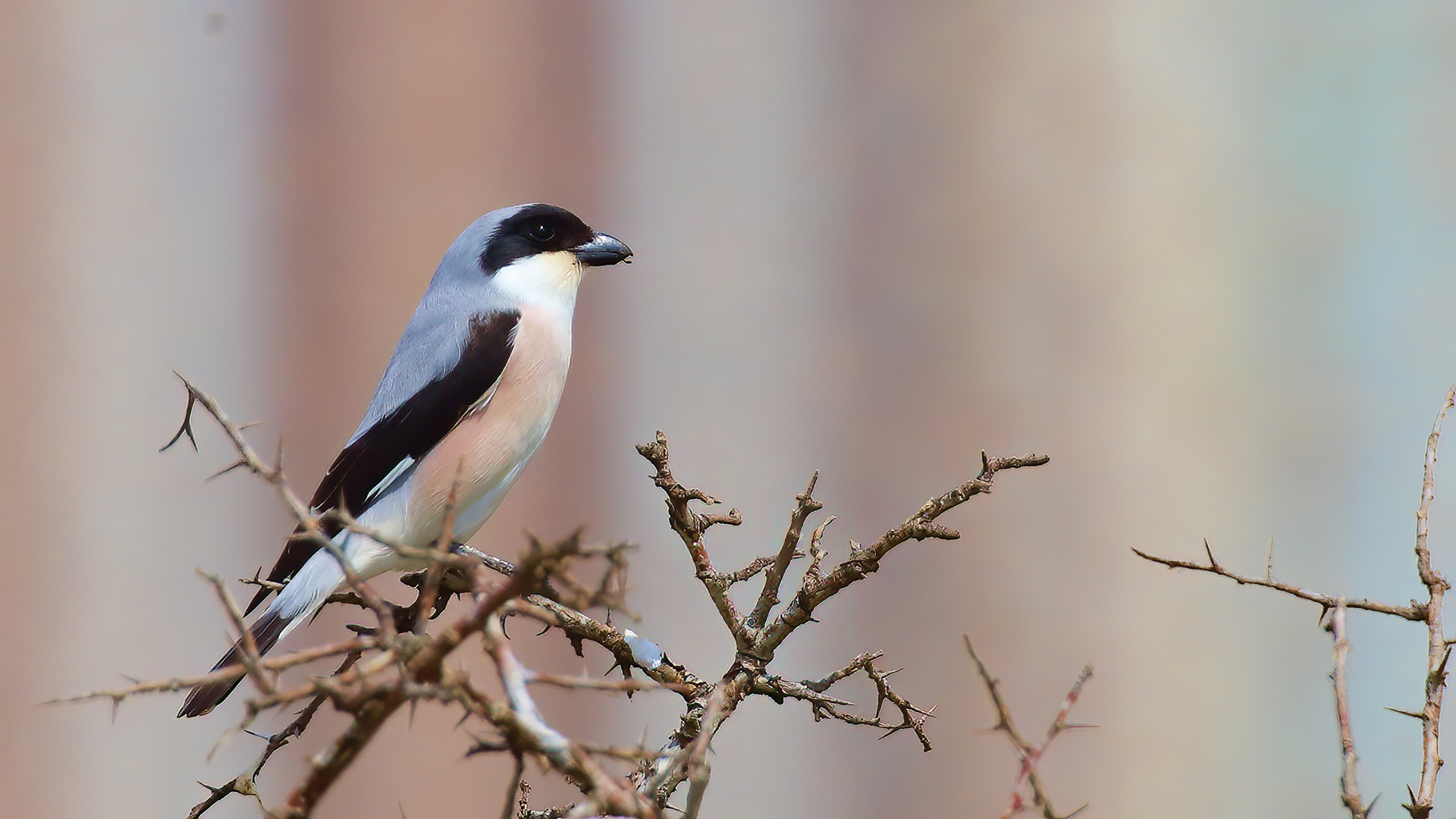 Lesser Gray Shrike
