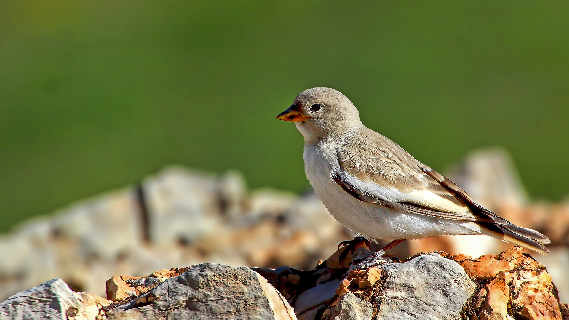 White-winged Snowfinch