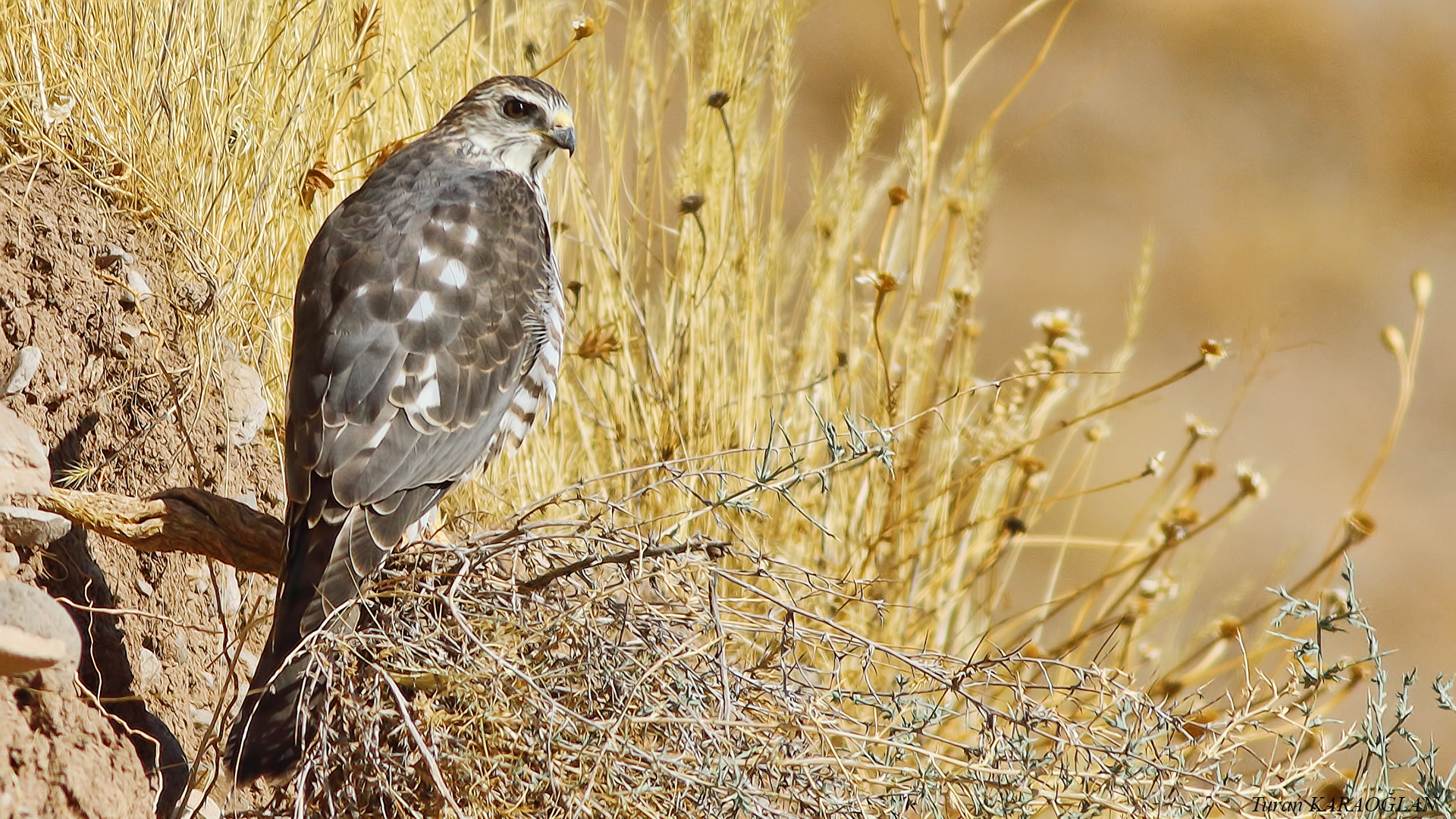 Levant Sparrowhawk