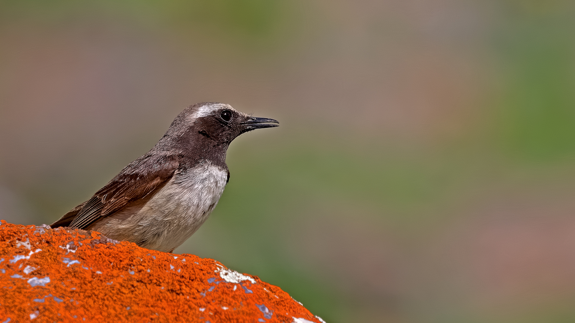 Kurdish Wheatear — Ana fotoğraf