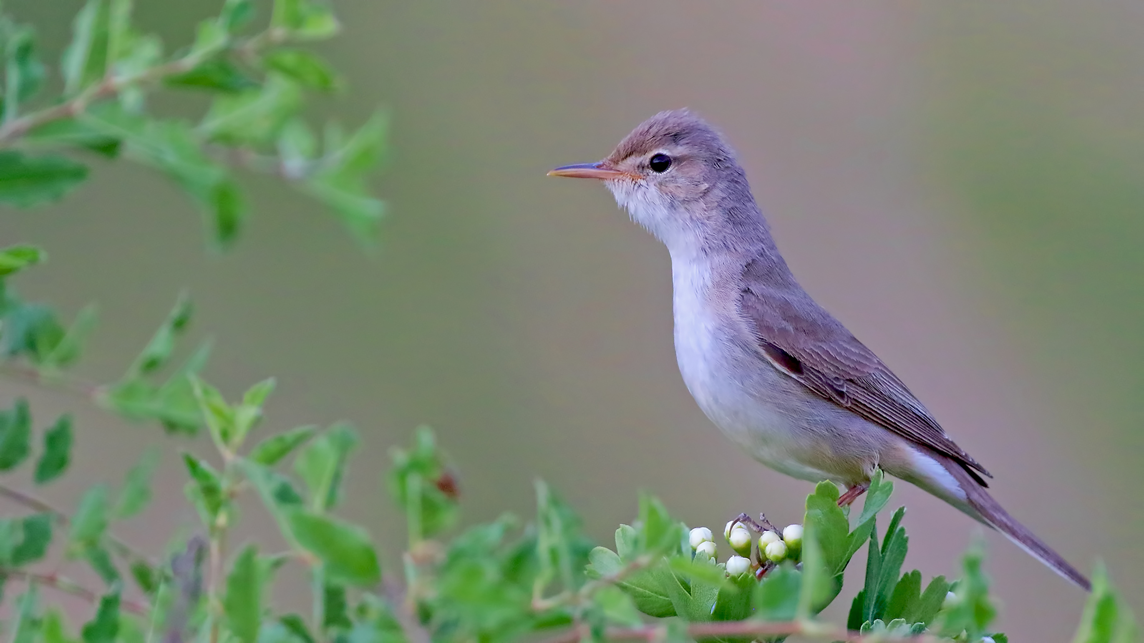 Upcher's Warbler