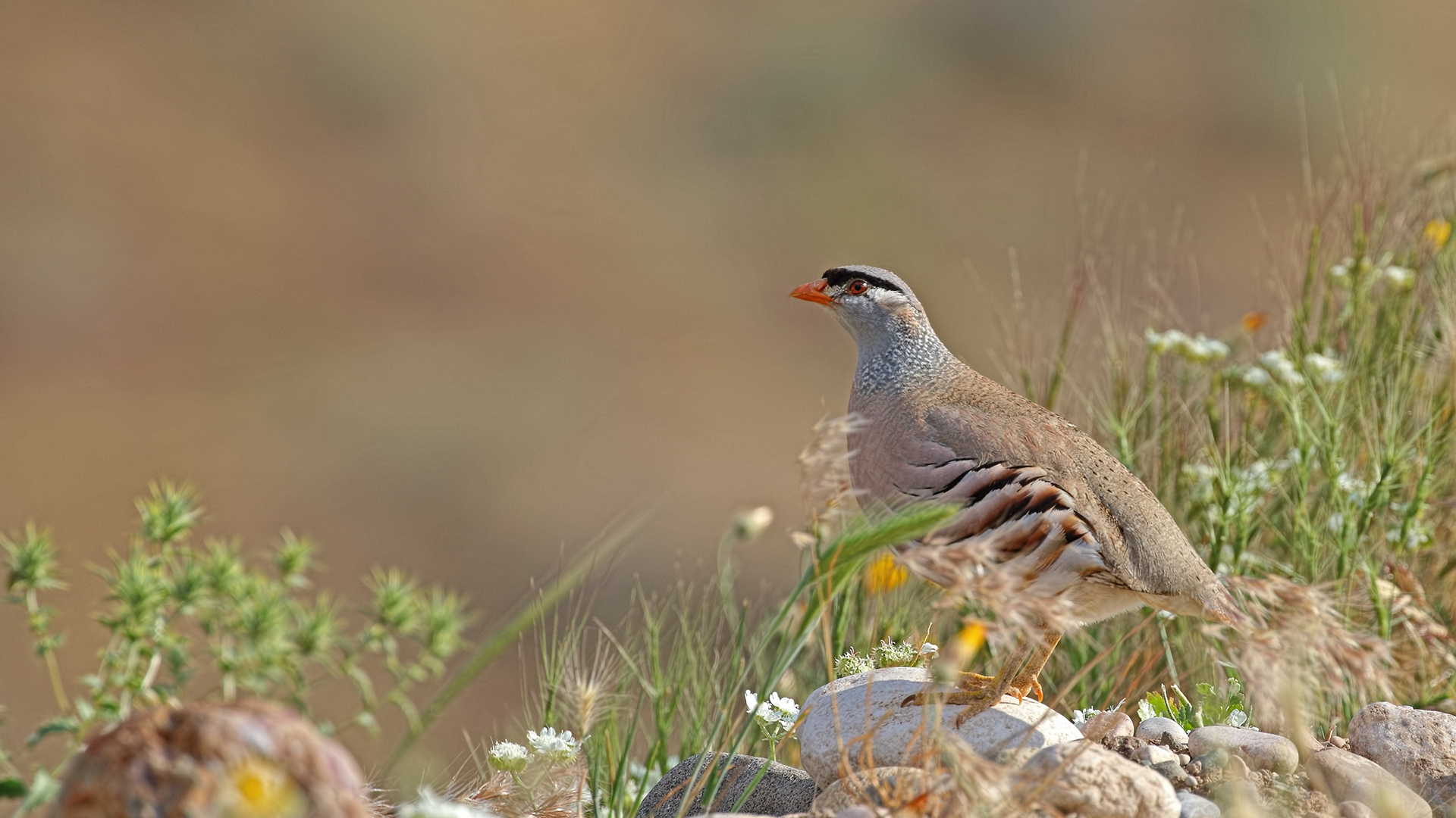 See-see Partridge