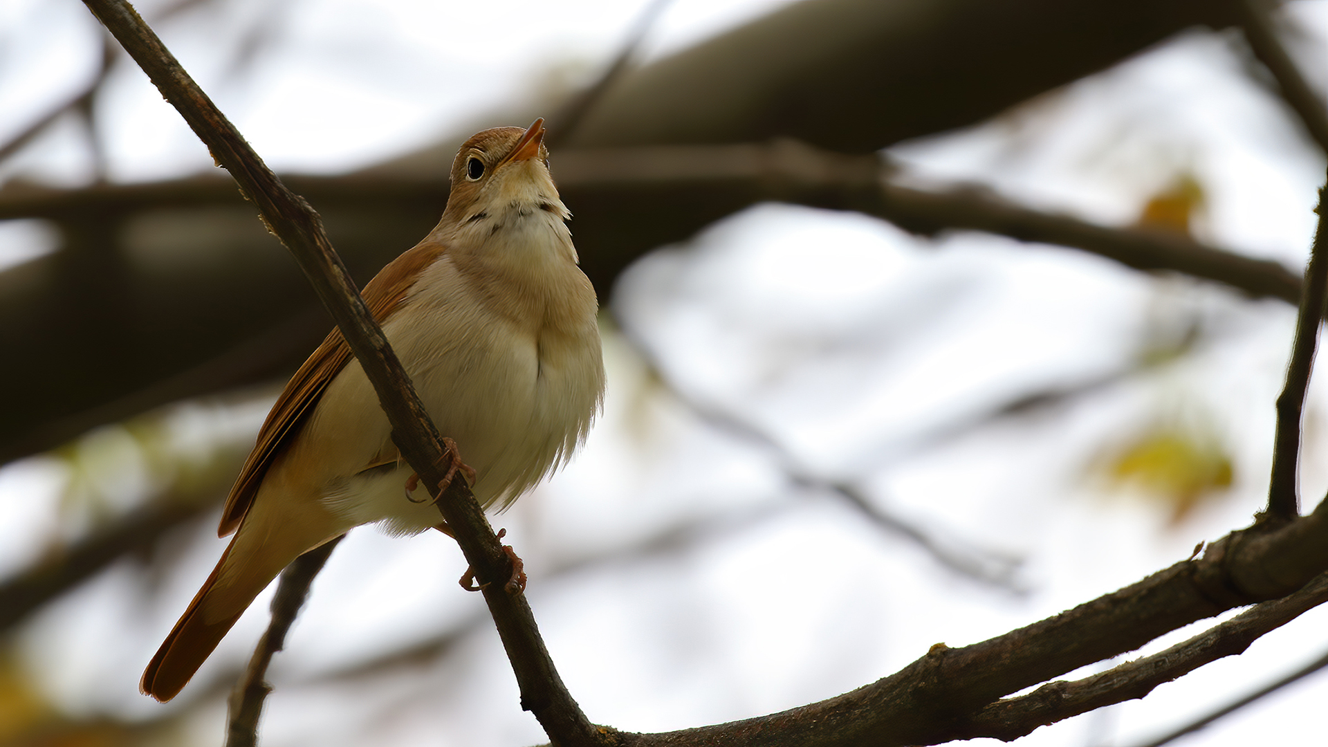 Common Nightingale
