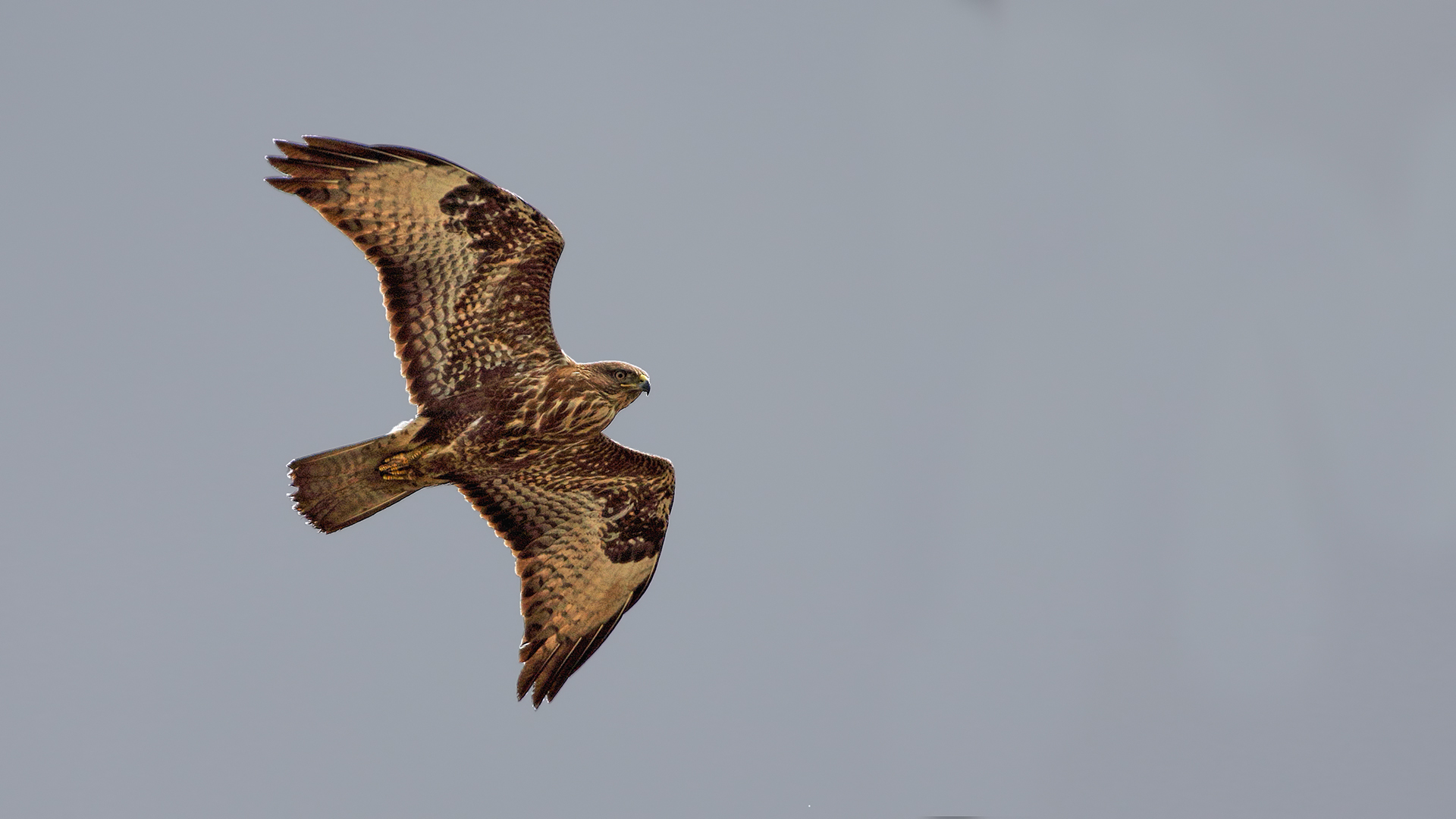 Common Buzzard