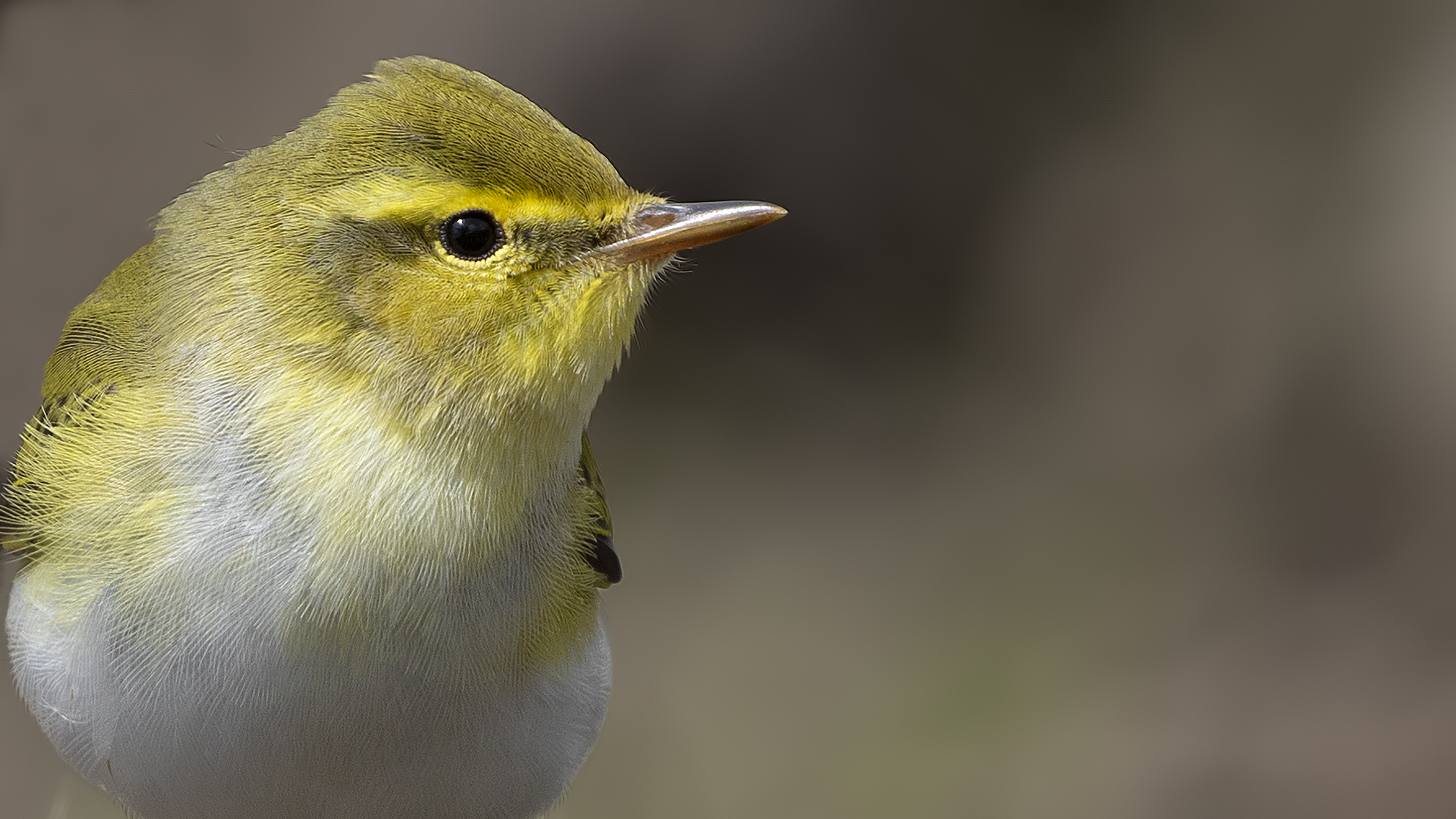 Wood Warbler — Ana fotoğraf