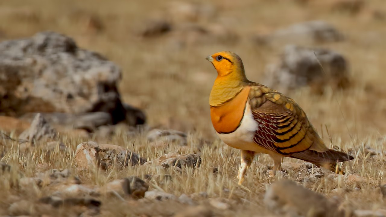 Arazi fotoğrafı