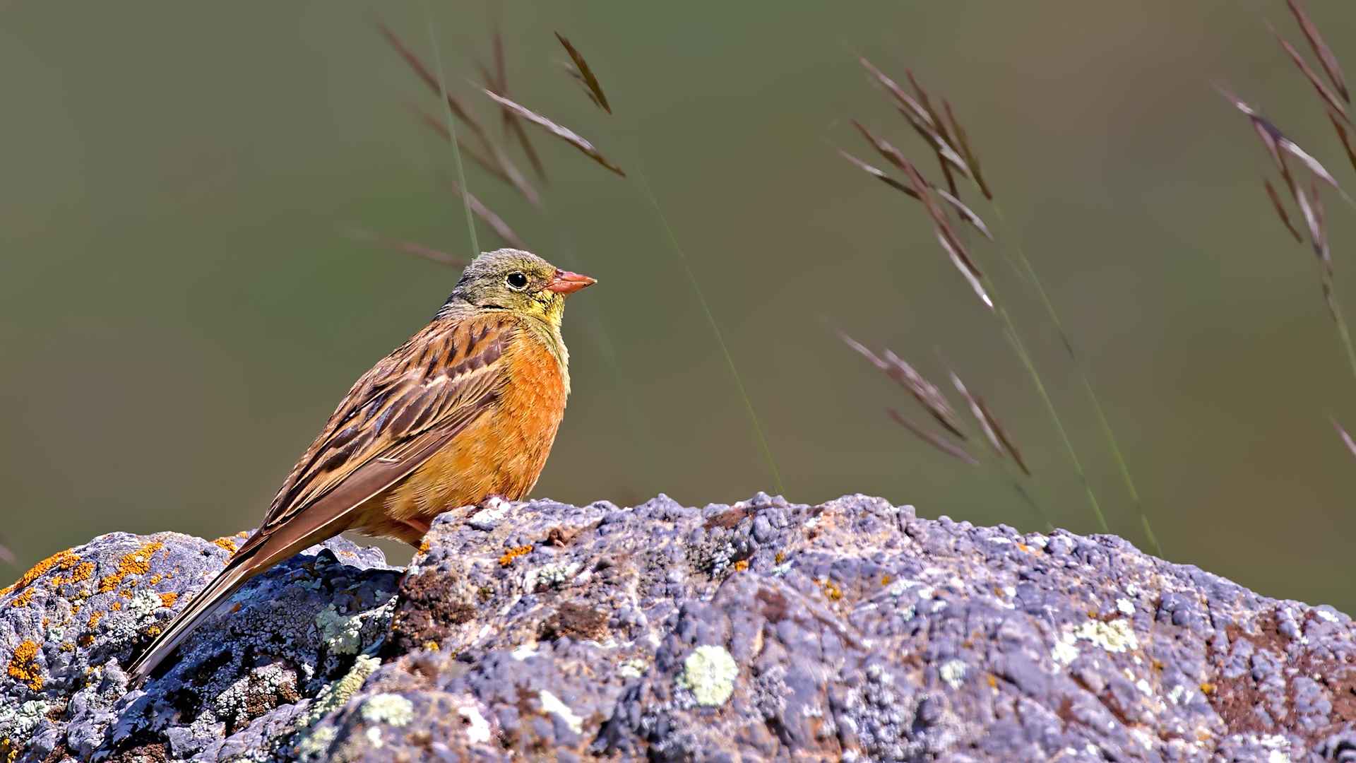 Ortolan Bunting