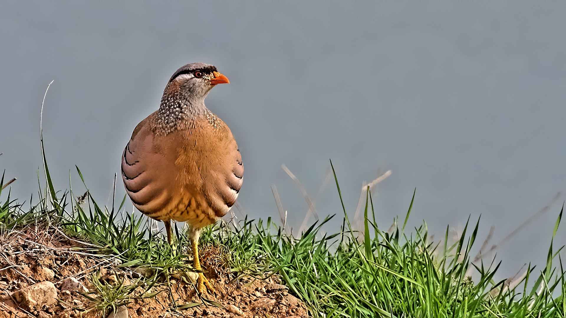 See-see Partridge