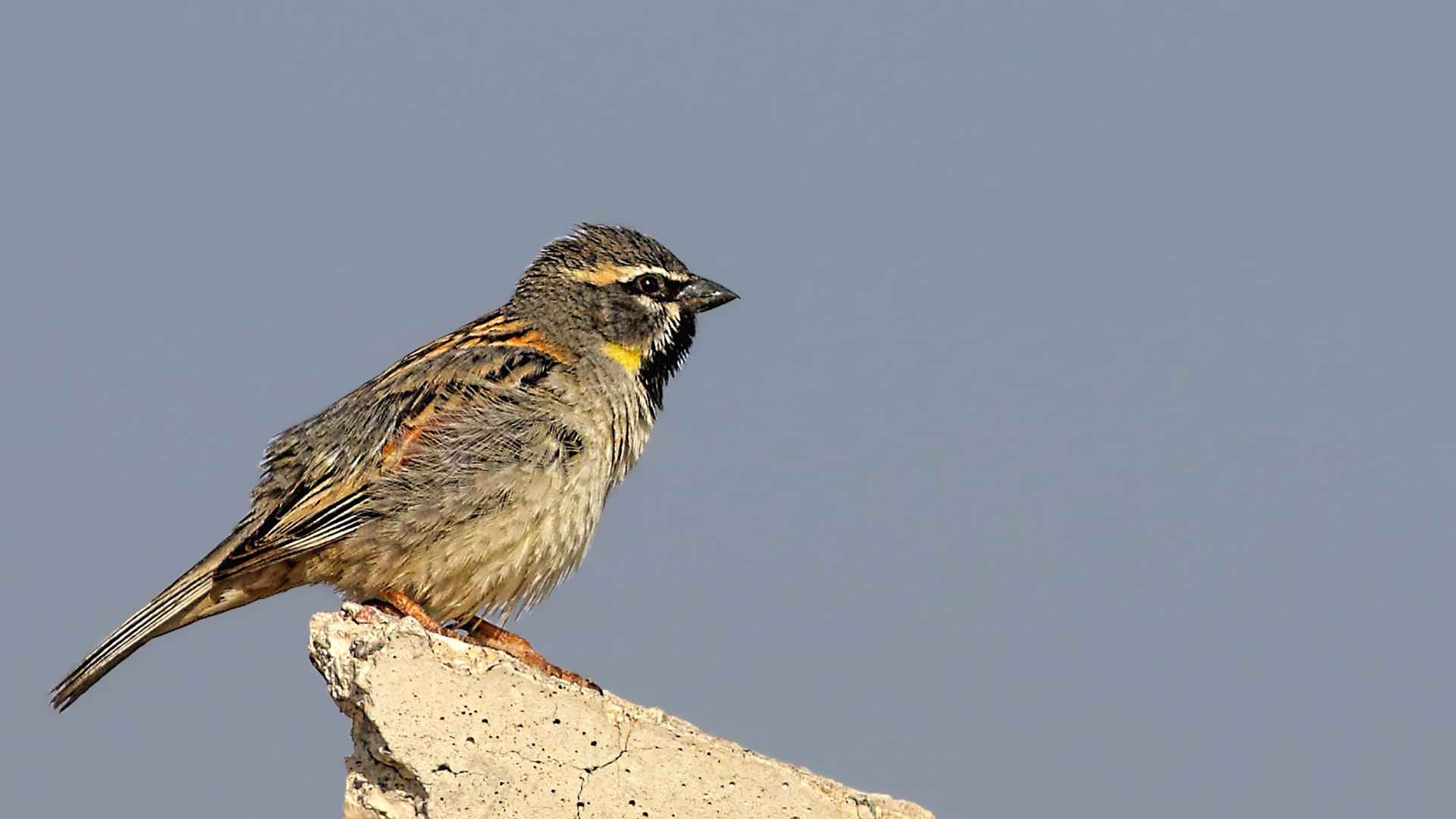 Dead Sea Sparrow
