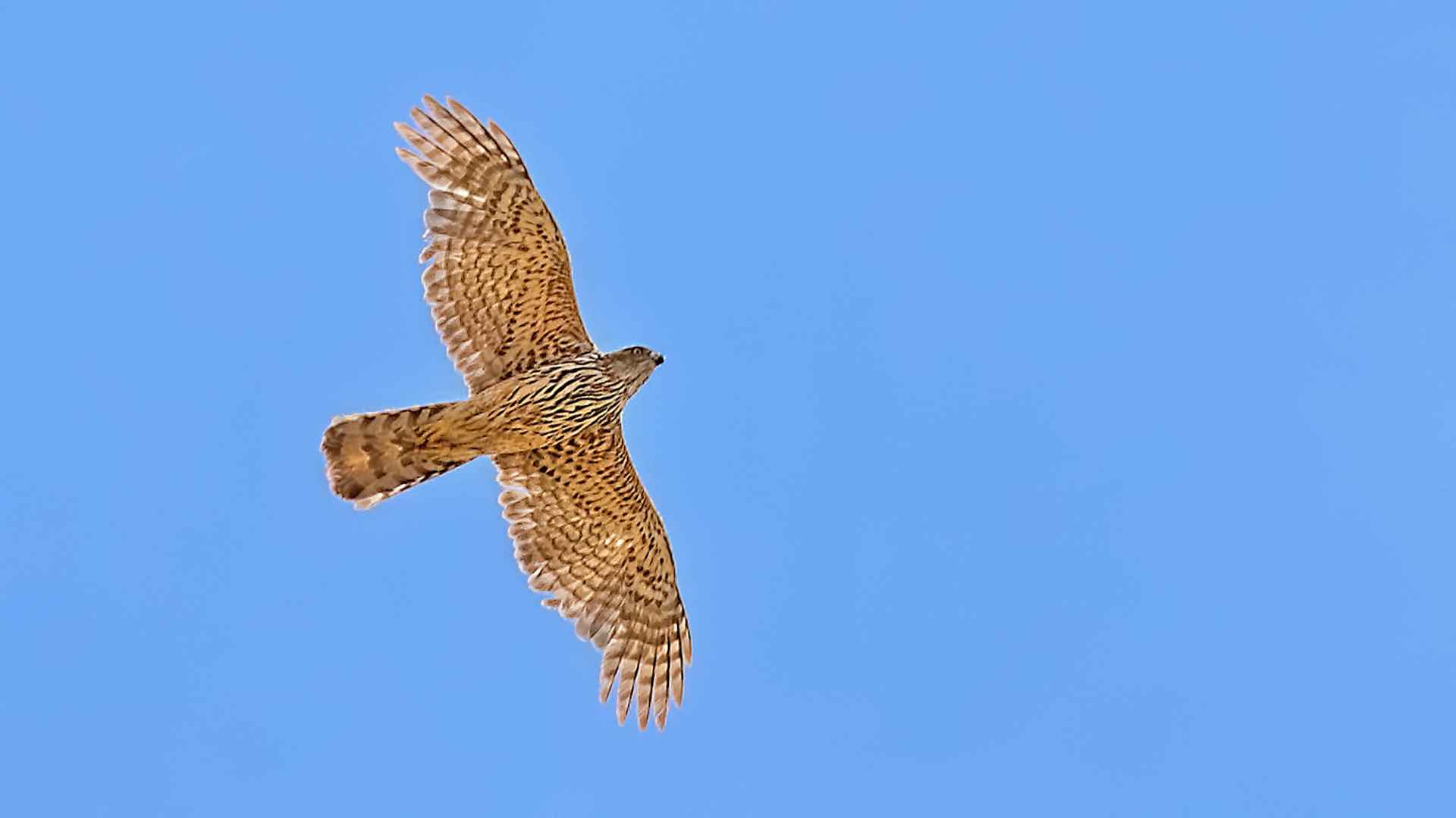 Northern Goshawk
