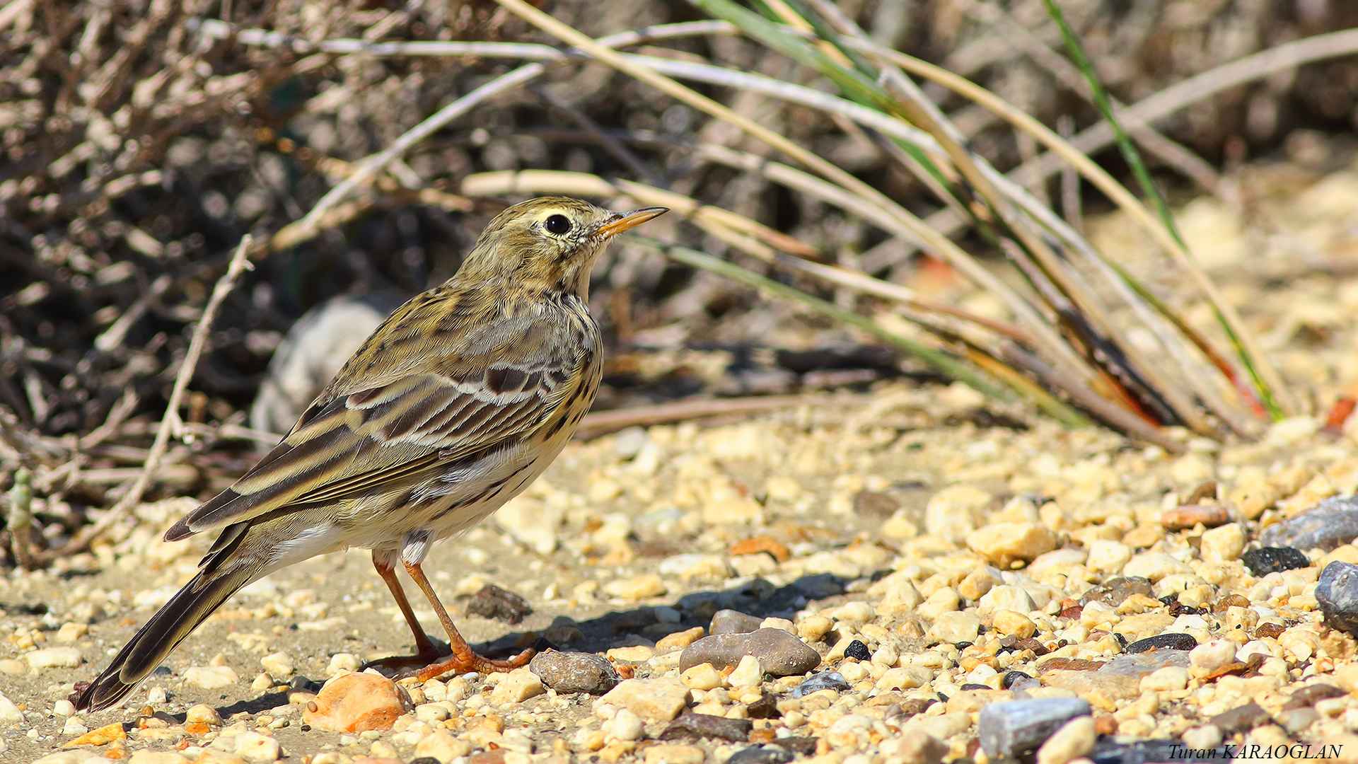 Meadow Pipit